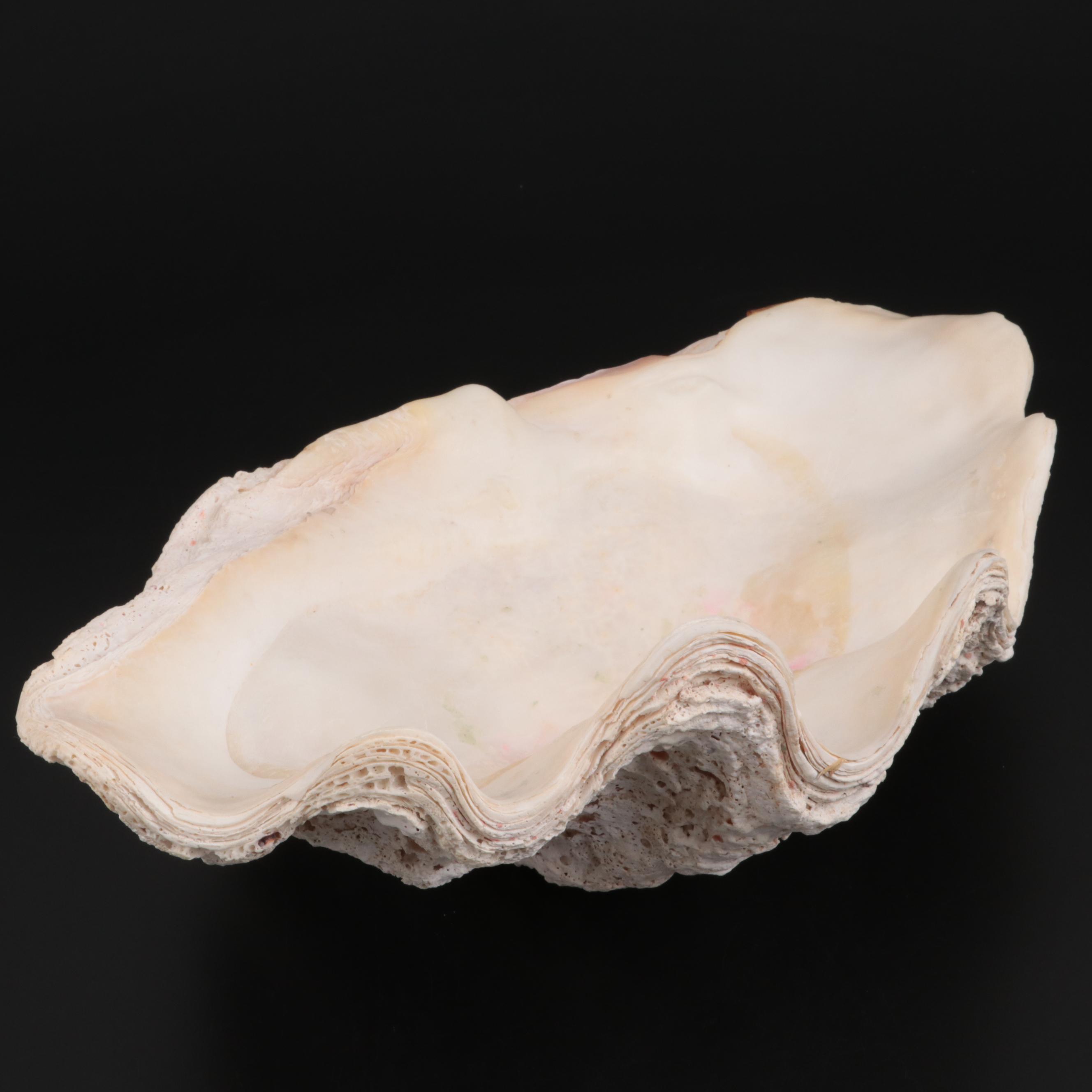 Giant Clam Half-Shell Specimen