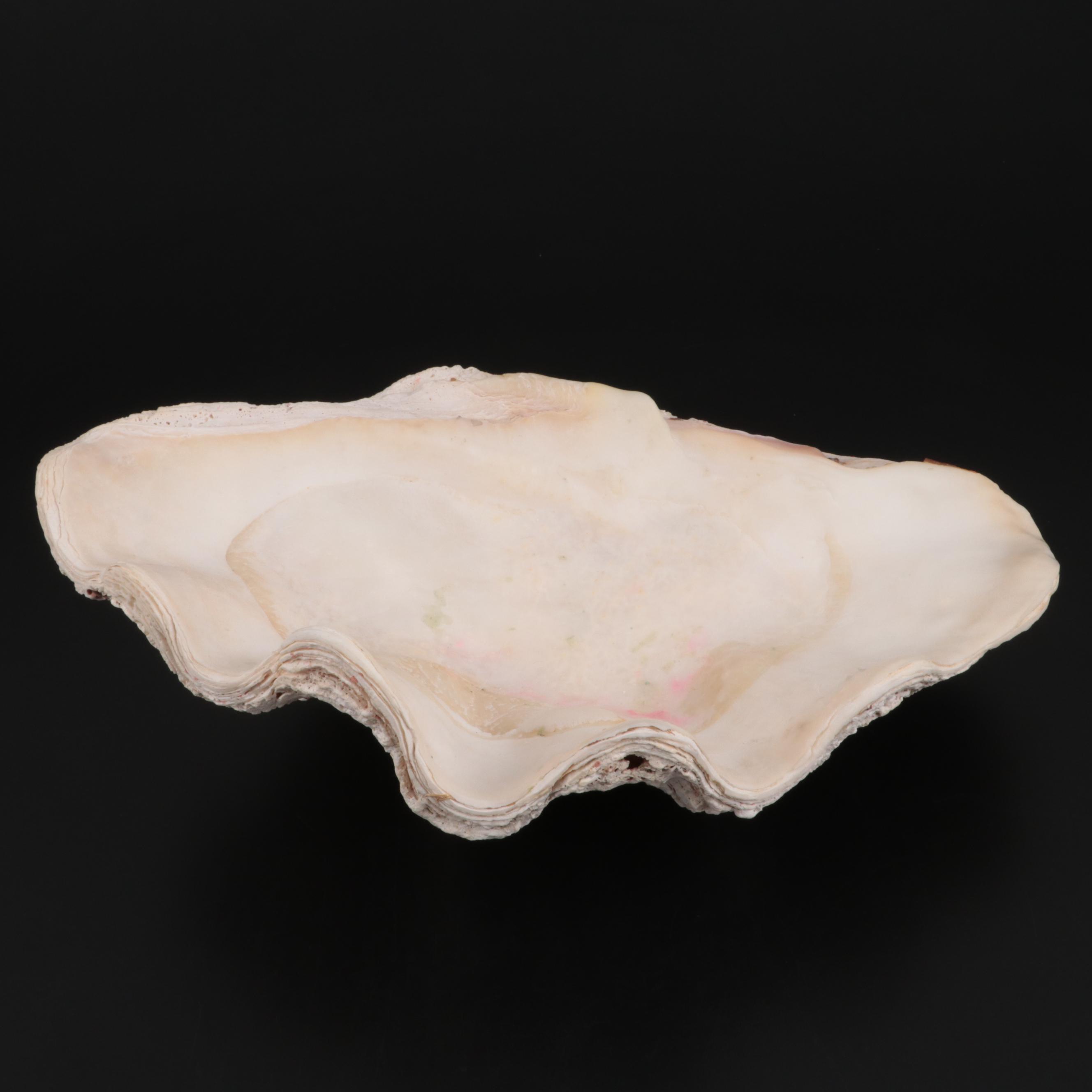 Giant Clam Half-Shell Specimen