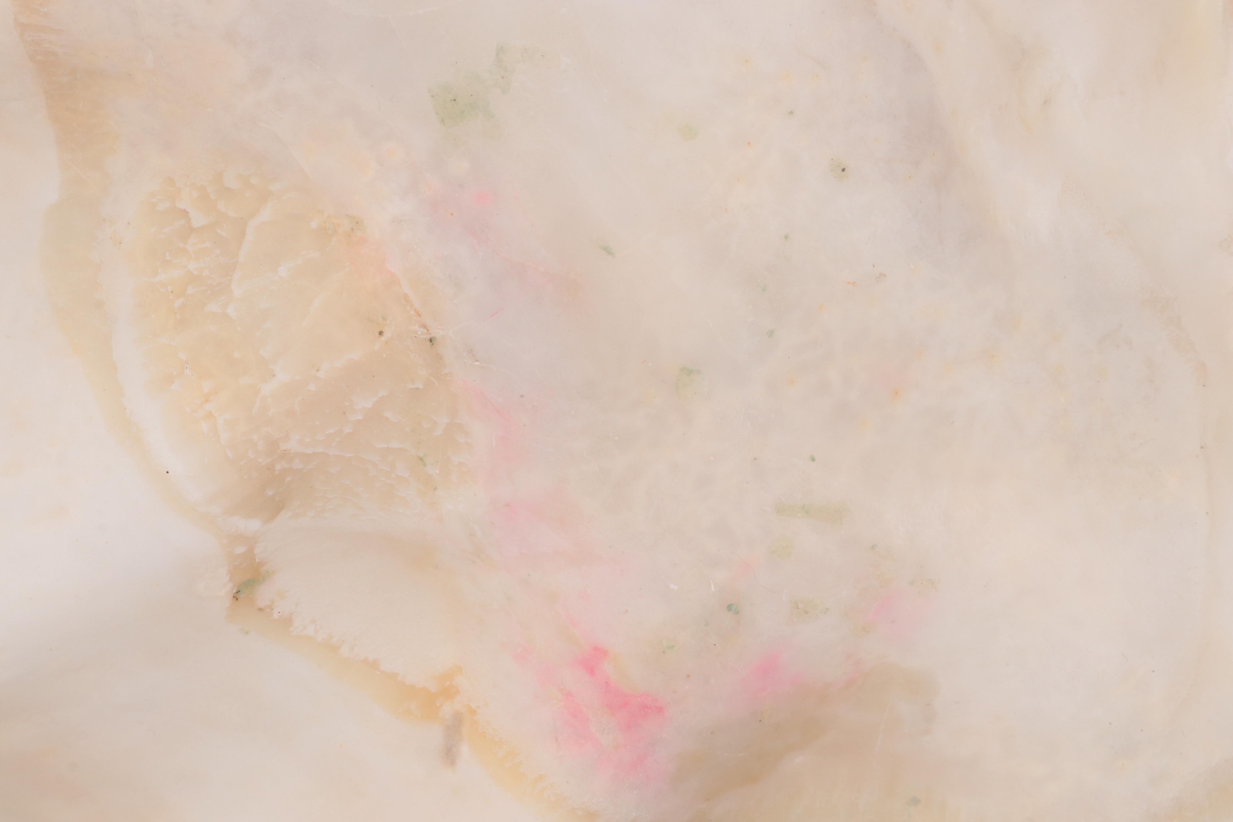 Giant Clam Half-Shell Specimen