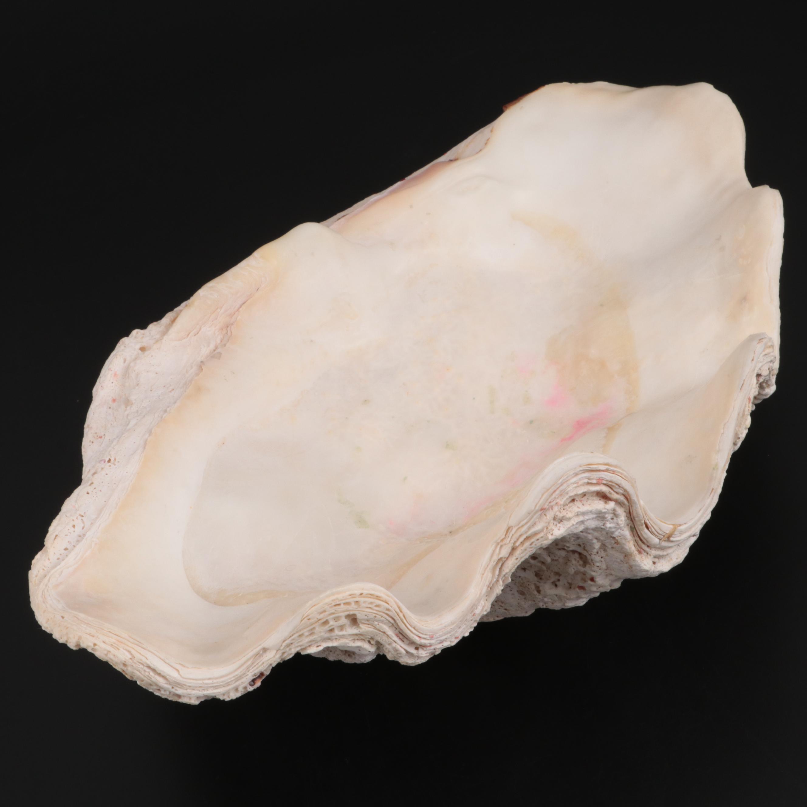 Giant Clam Half-Shell Specimen