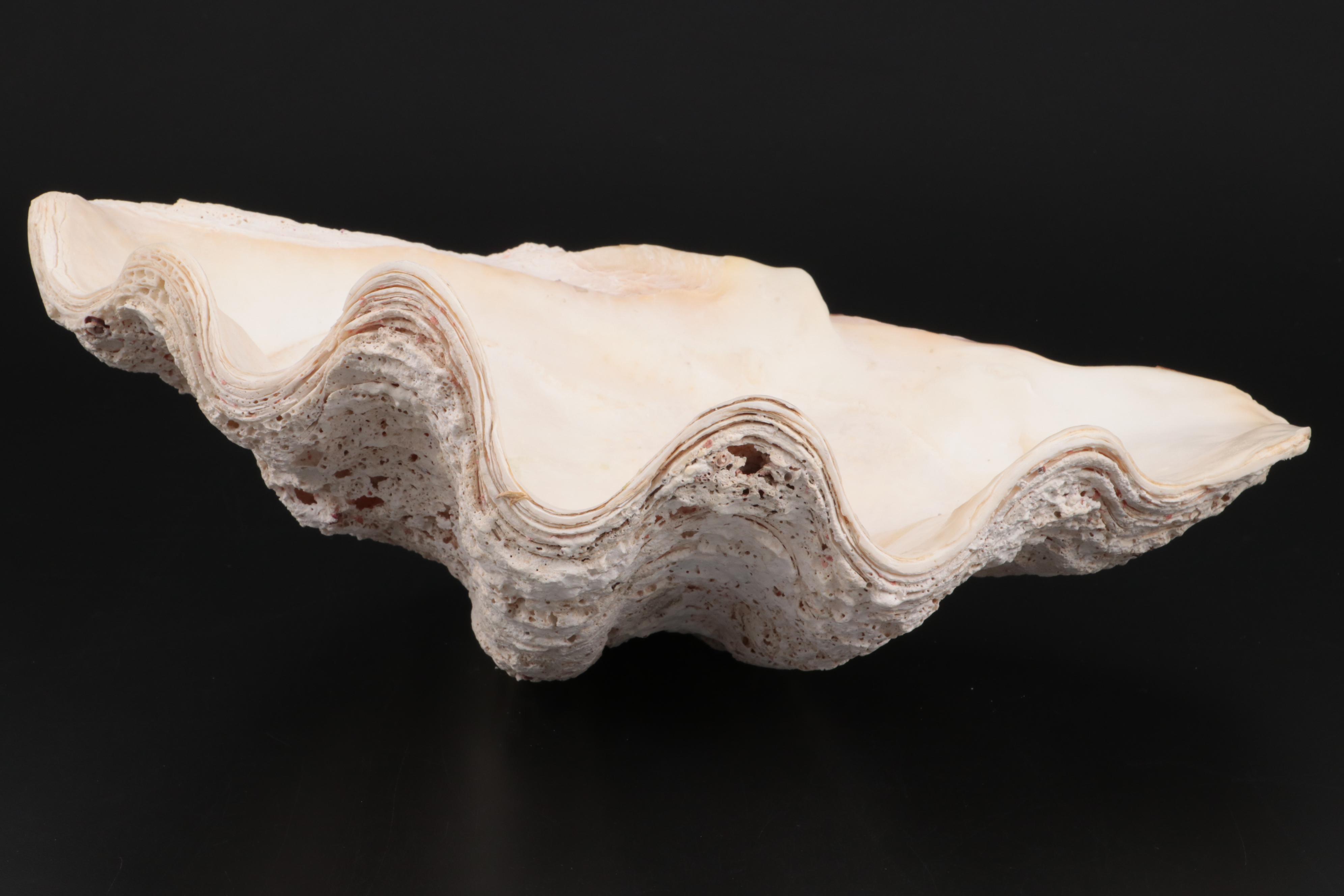 Giant Clam Half-Shell Specimen