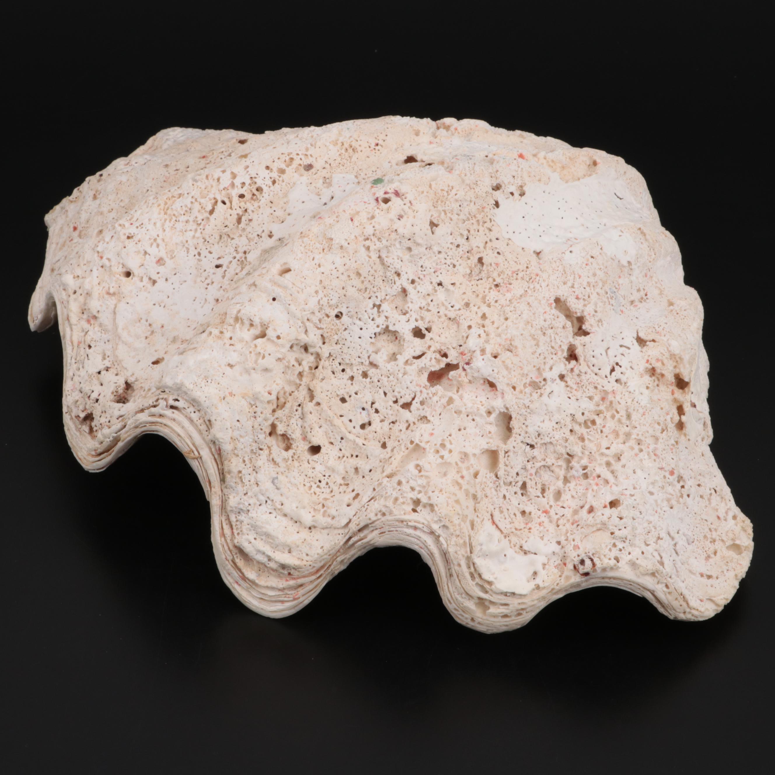 Giant Clam Half-Shell Specimen