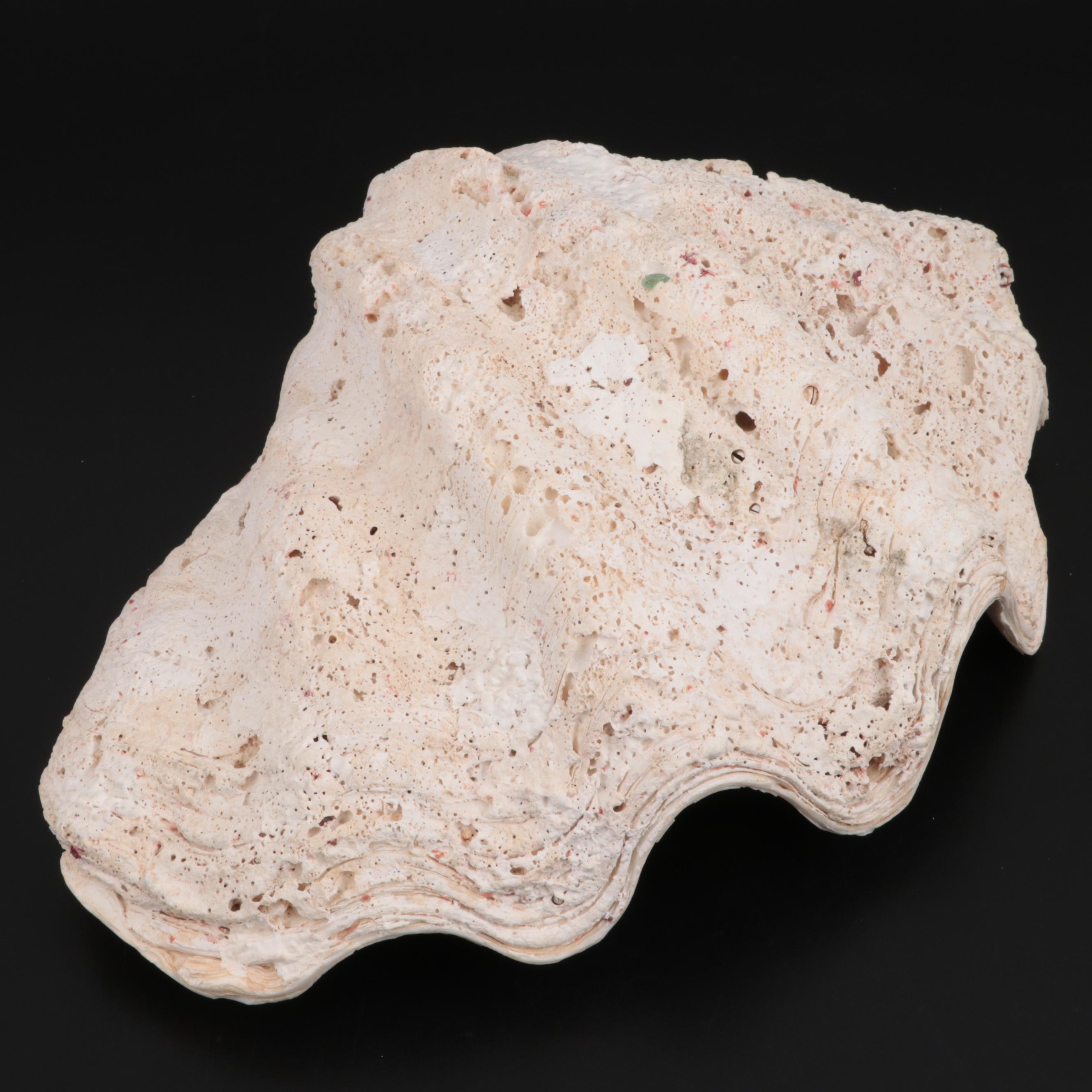 Giant Clam Half-Shell Specimen