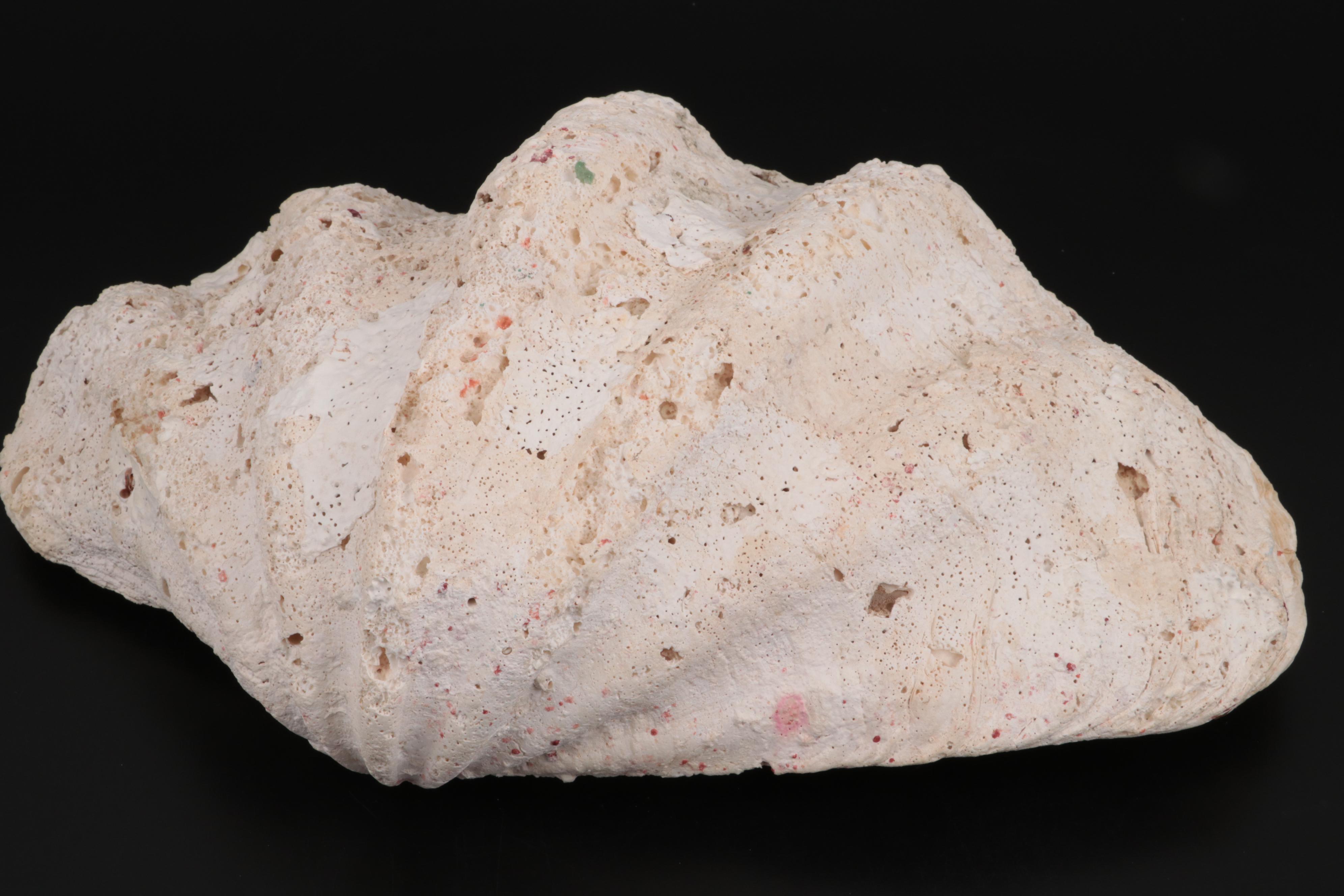 Giant Clam Half-Shell Specimen