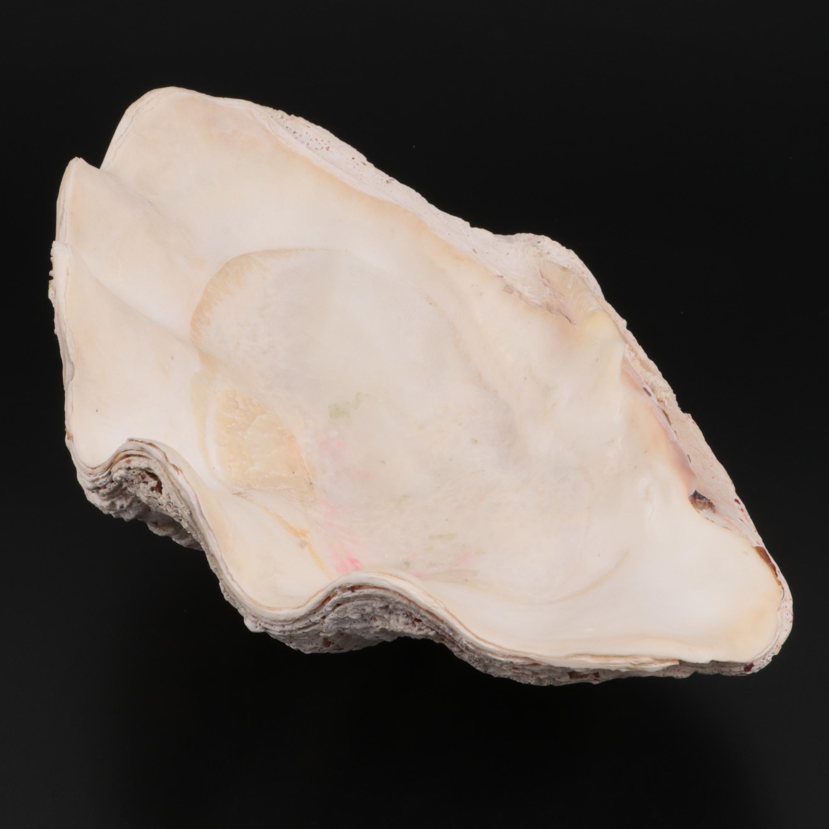 Giant Clam Half-Shell Specimen