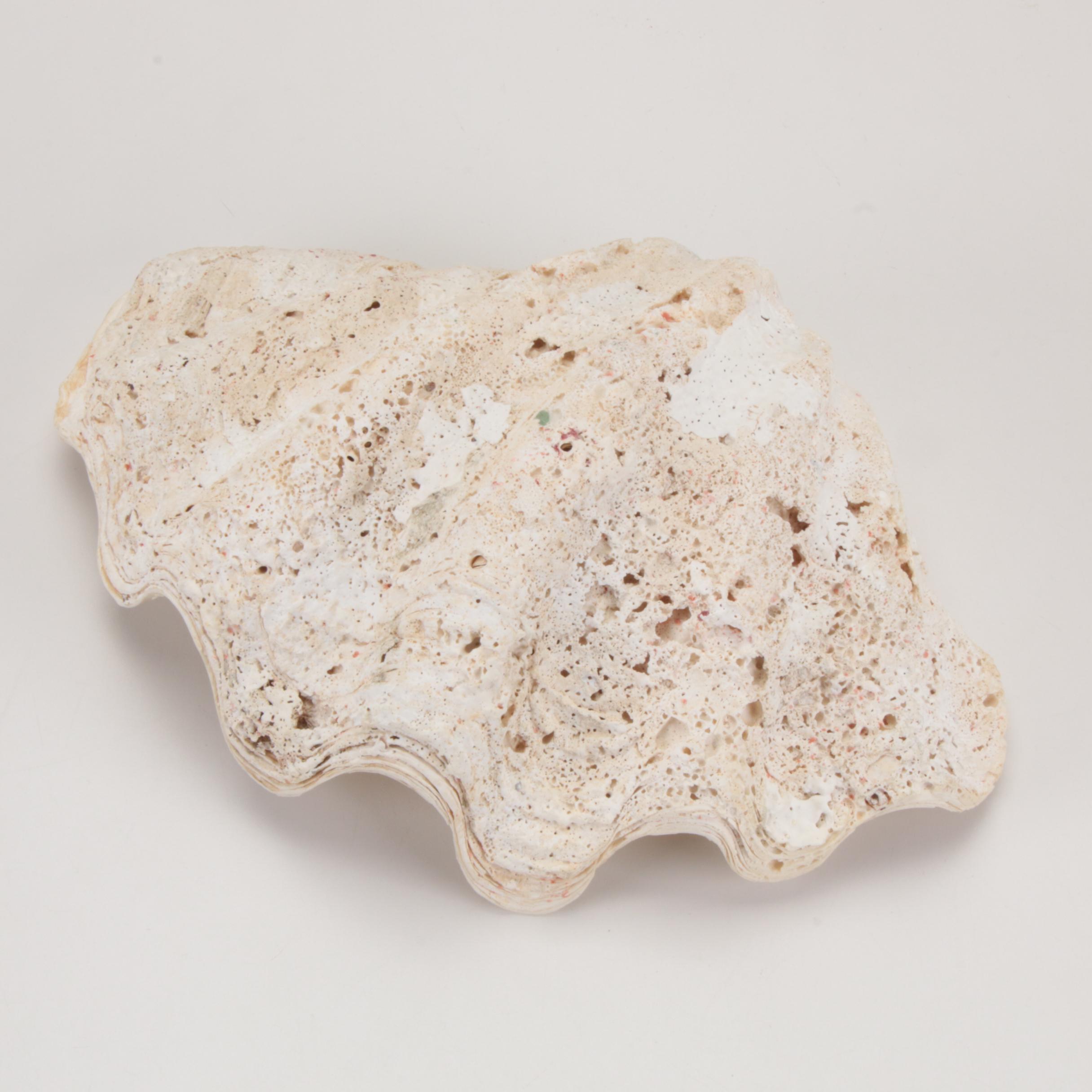 Giant Clam Half-Shell Specimen