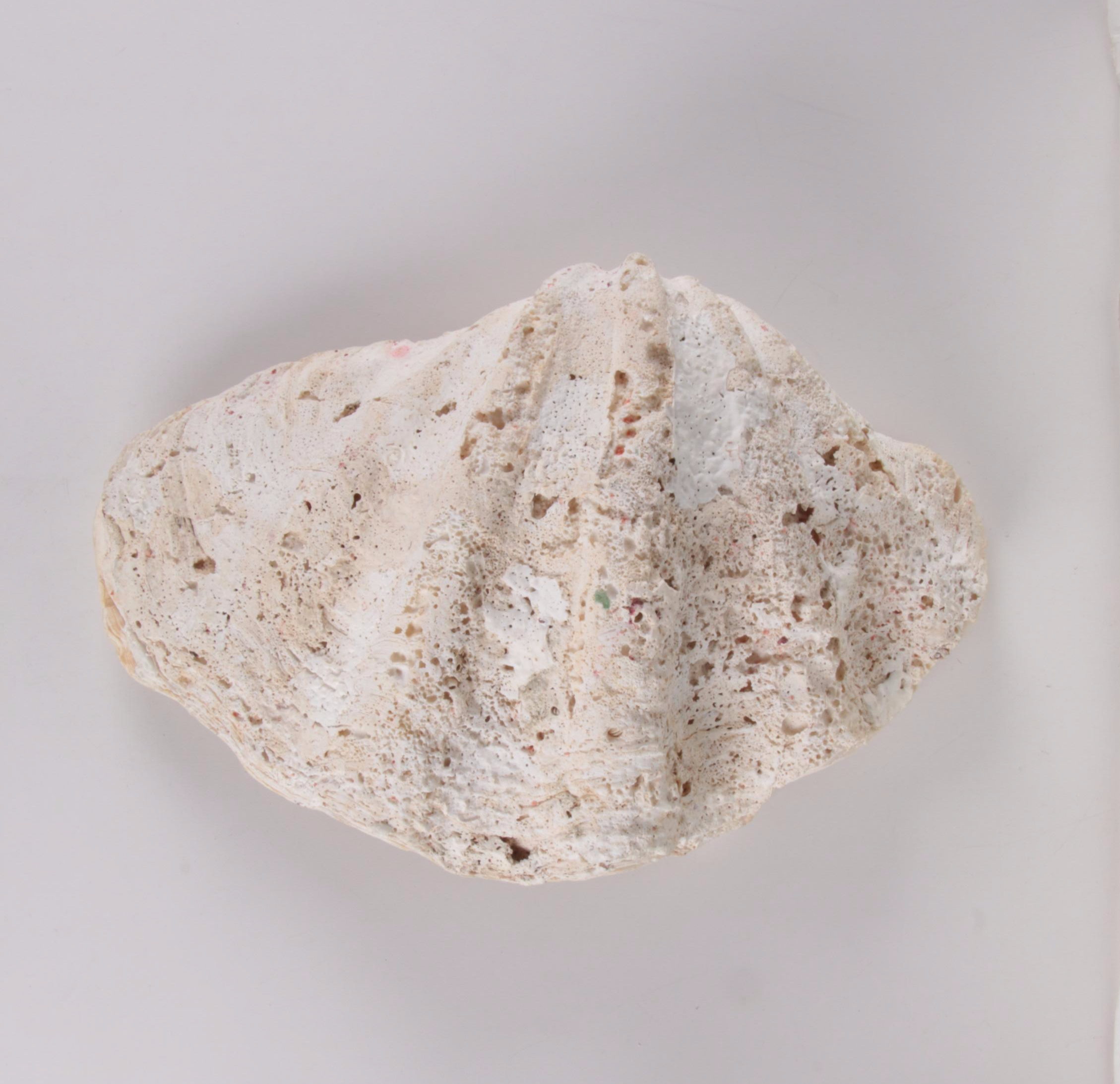 Giant Clam Half-Shell Specimen