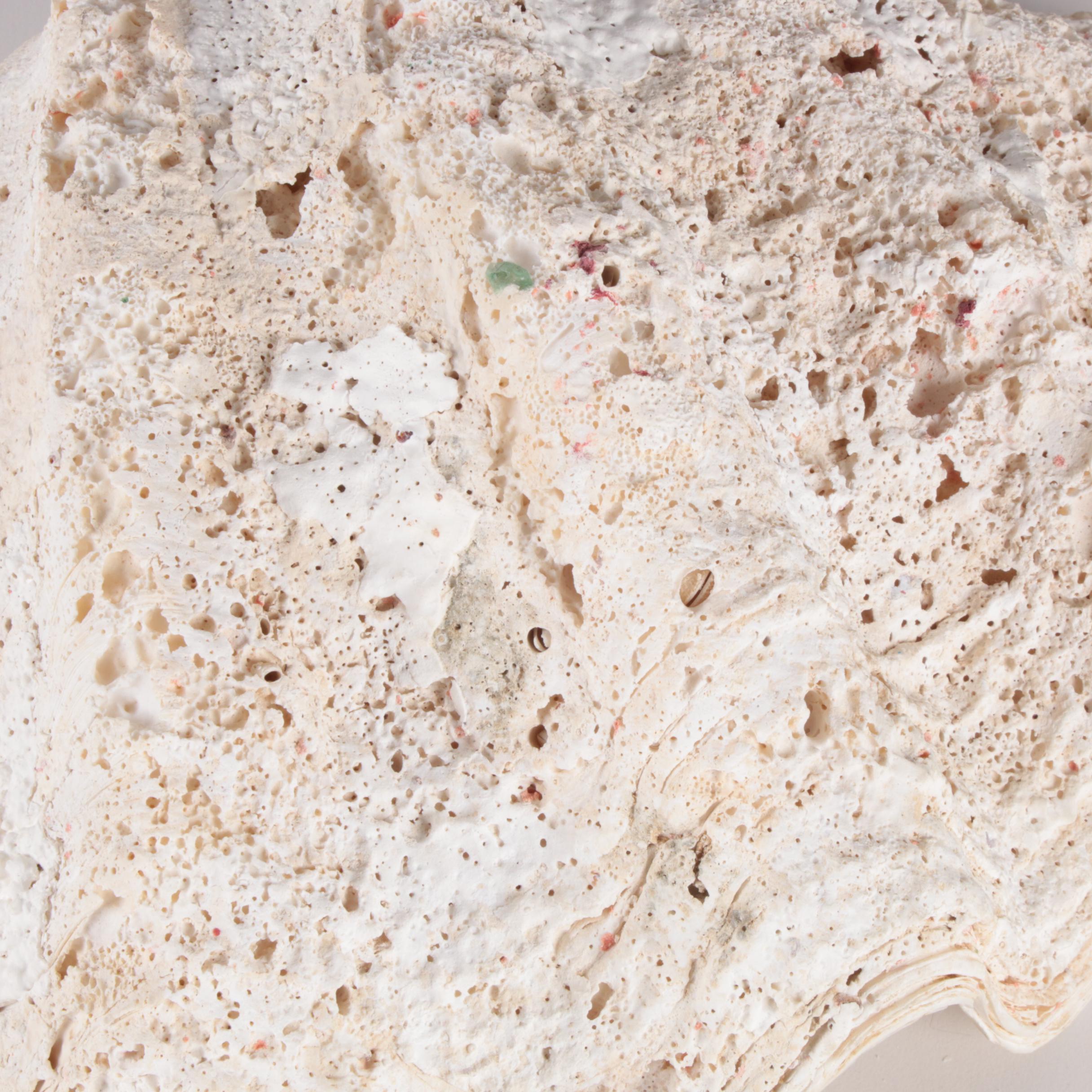 Giant Clam Half-Shell Specimen