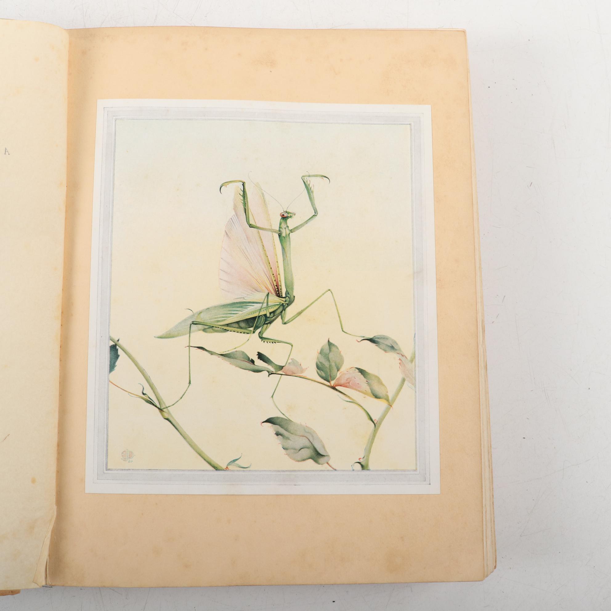 Illustrated "Fabre's Book of Insects" by Maud Margaret Key Stawell, 1935