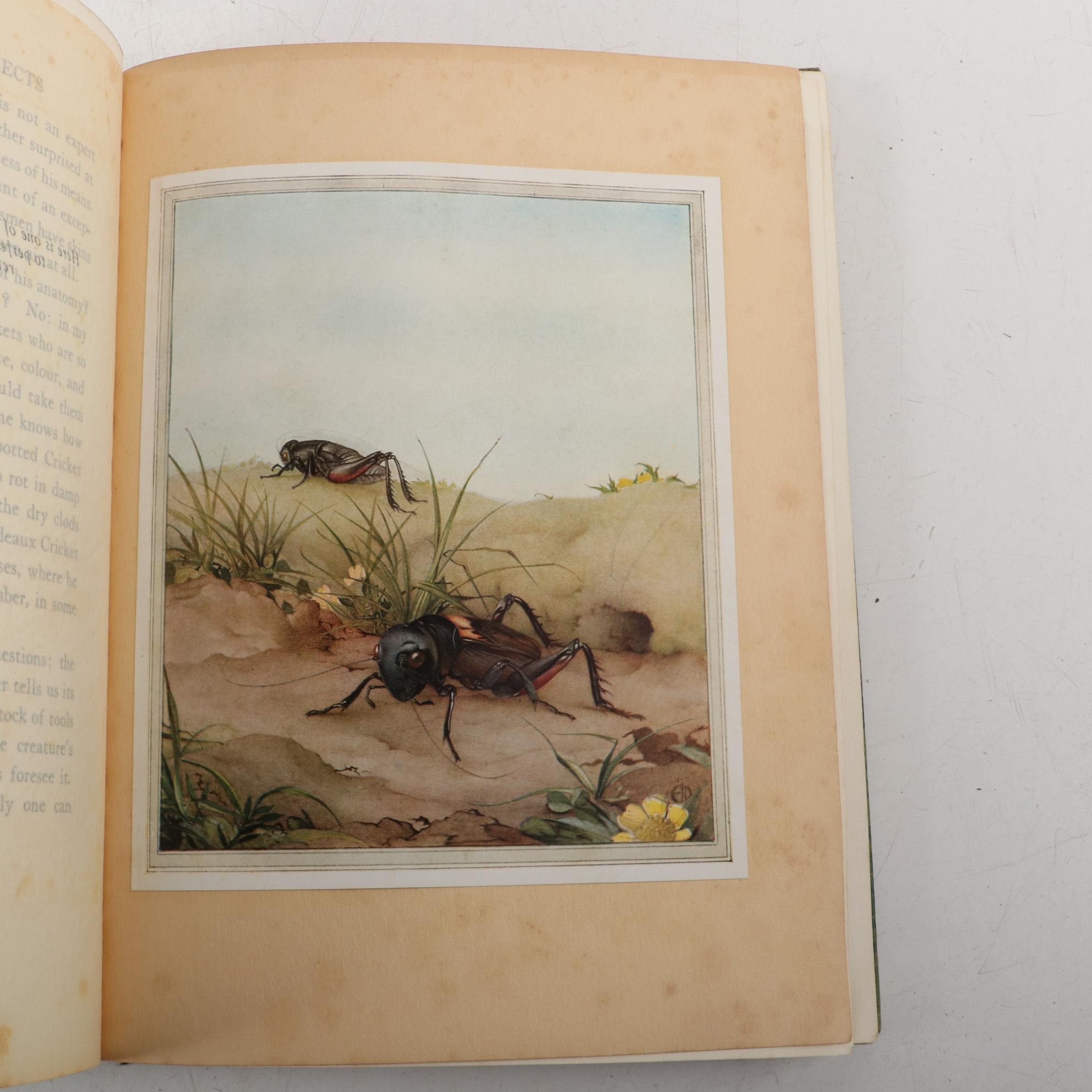 Illustrated "Fabre's Book of Insects" by Maud Margaret Key Stawell, 1935