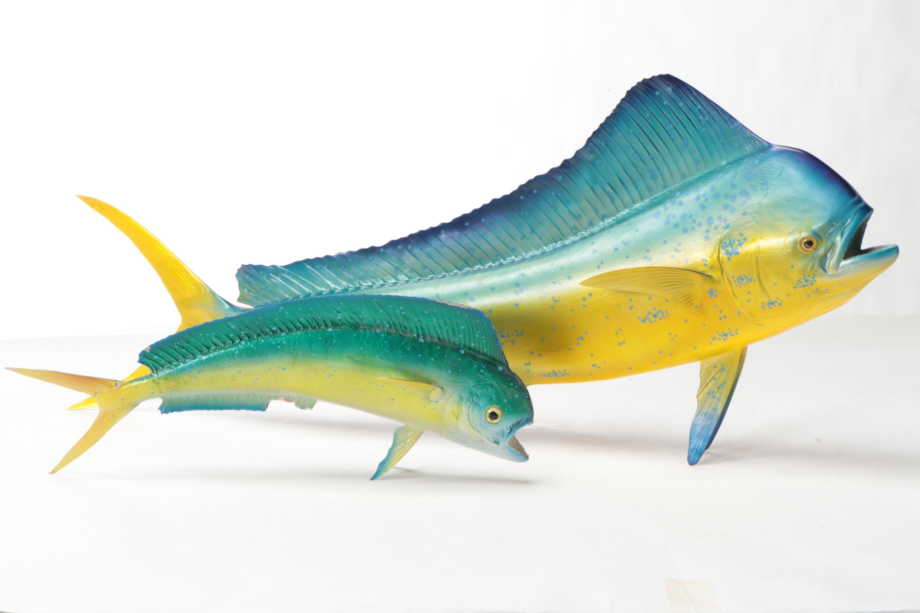 Mahi-Mahi Fish Replica Wall Mounts