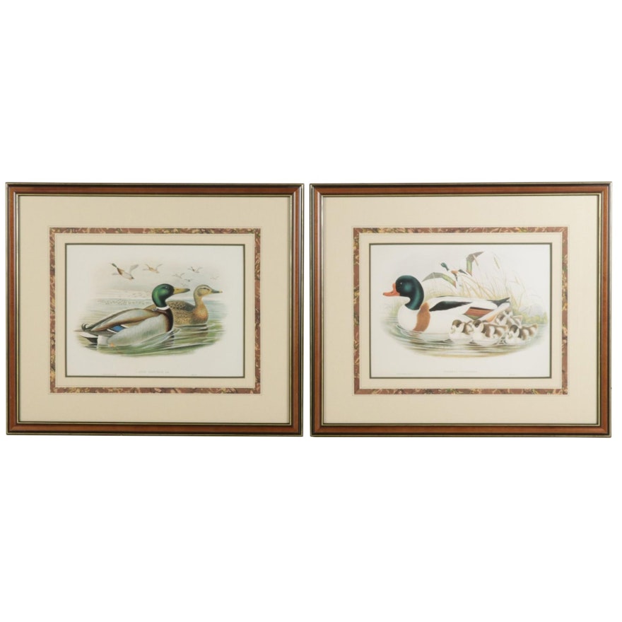 Offset Lithographs after John Gould "Tadorna Vulpanser" and "Anas Boschas"