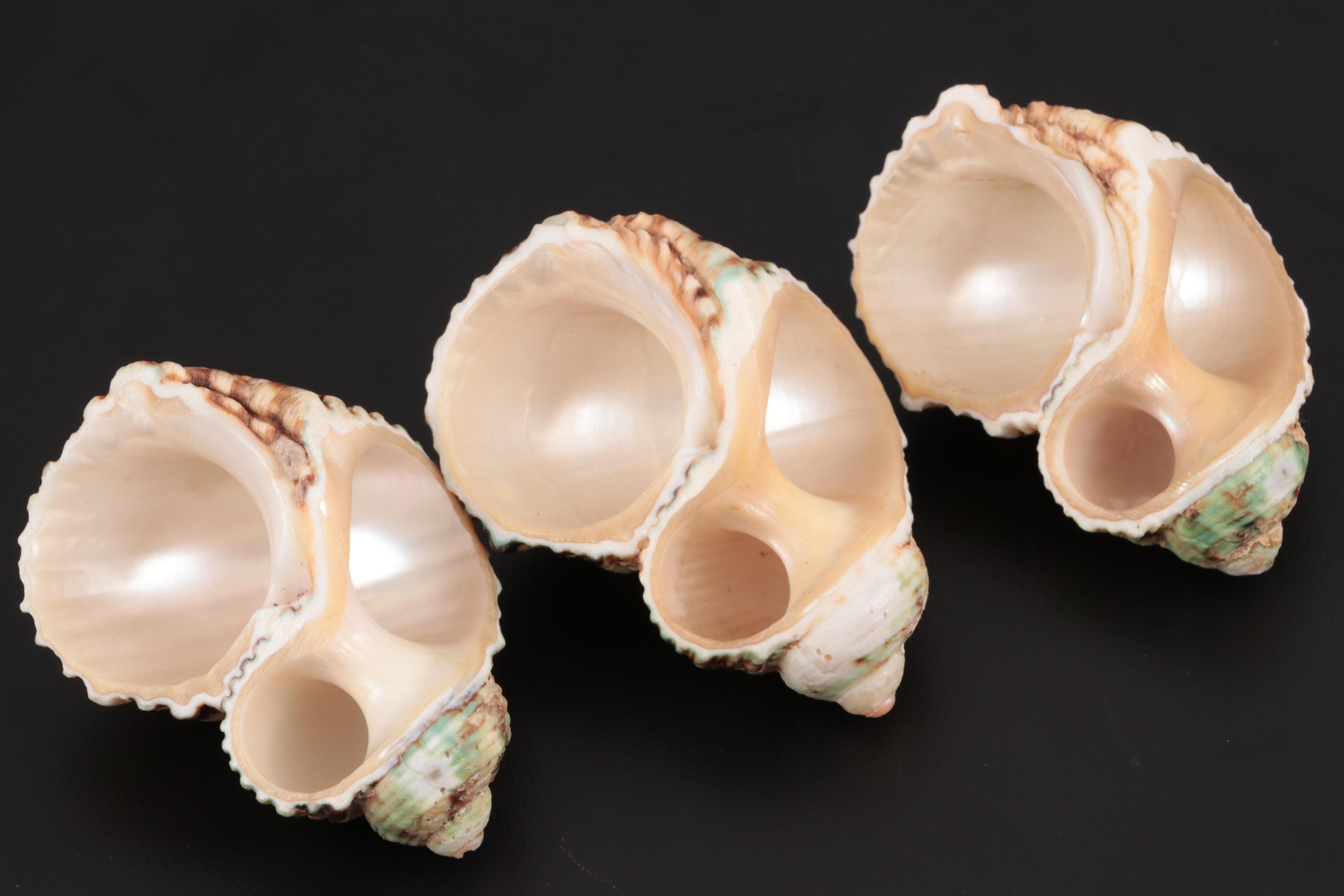 Wedgwood "Wild Strawberry" Bone China Napkin Ring with Other Napkin Rings