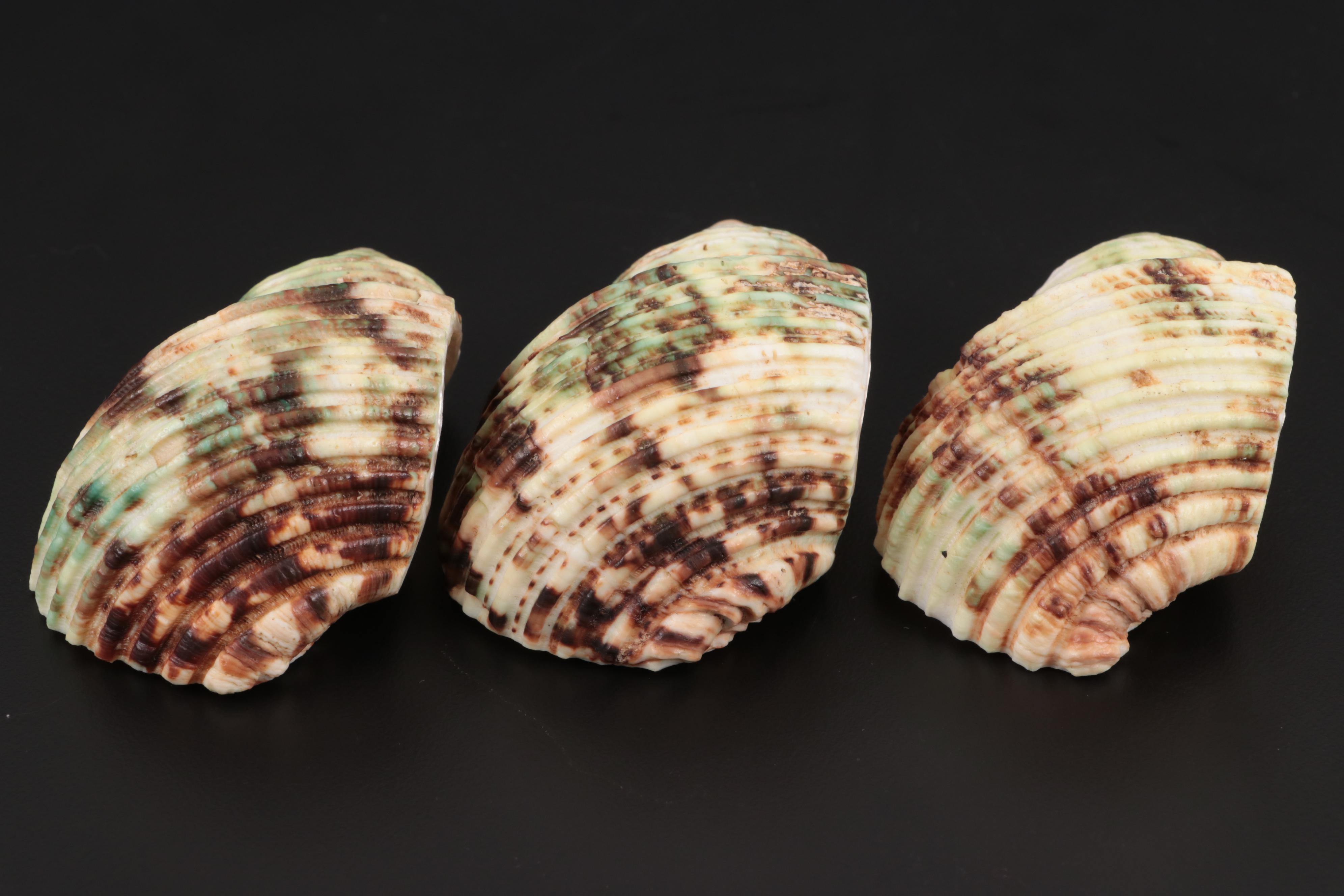 Wedgwood "Wild Strawberry" Bone China Napkin Ring with Other Napkin Rings