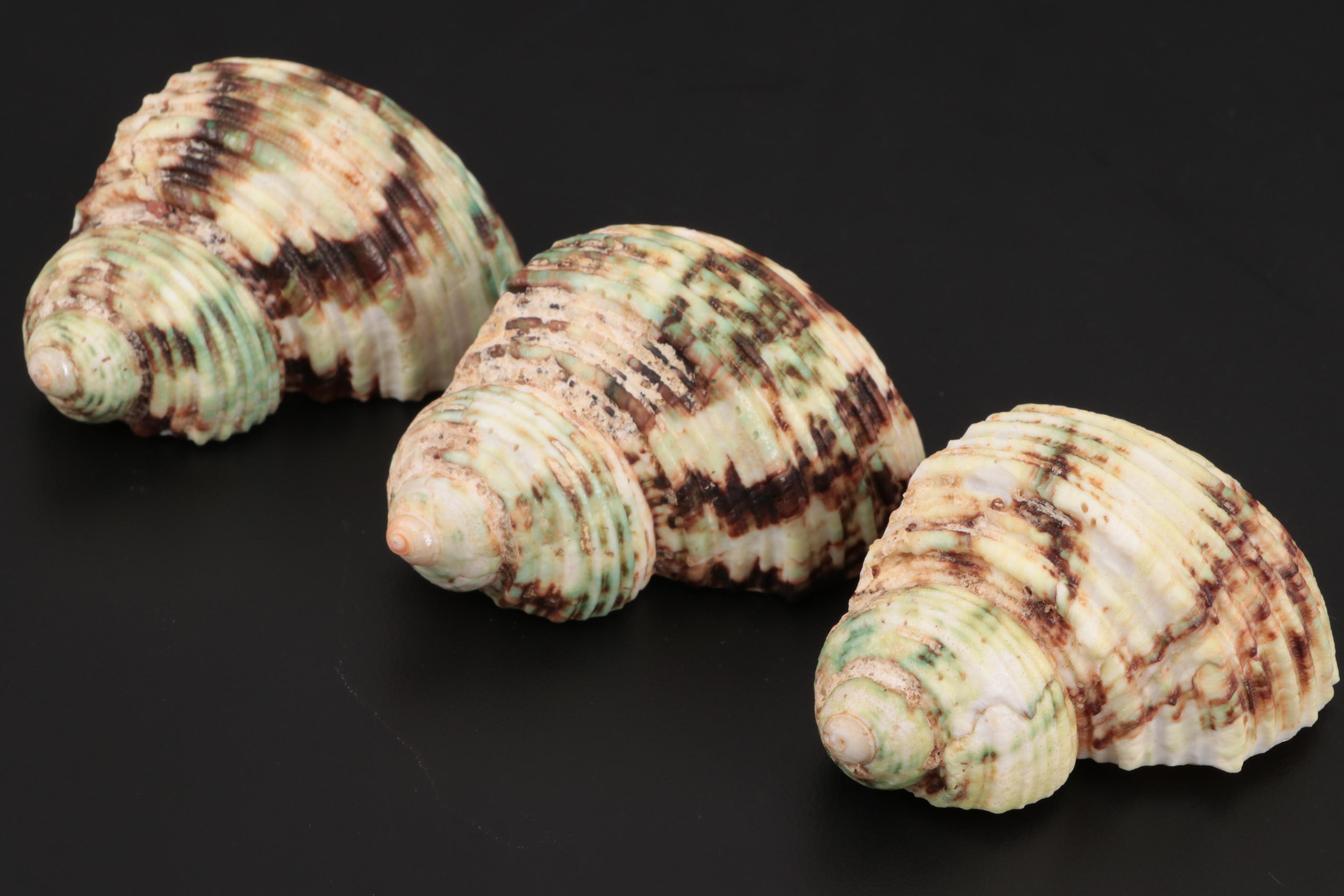 Wedgwood "Wild Strawberry" Bone China Napkin Ring with Other Napkin Rings