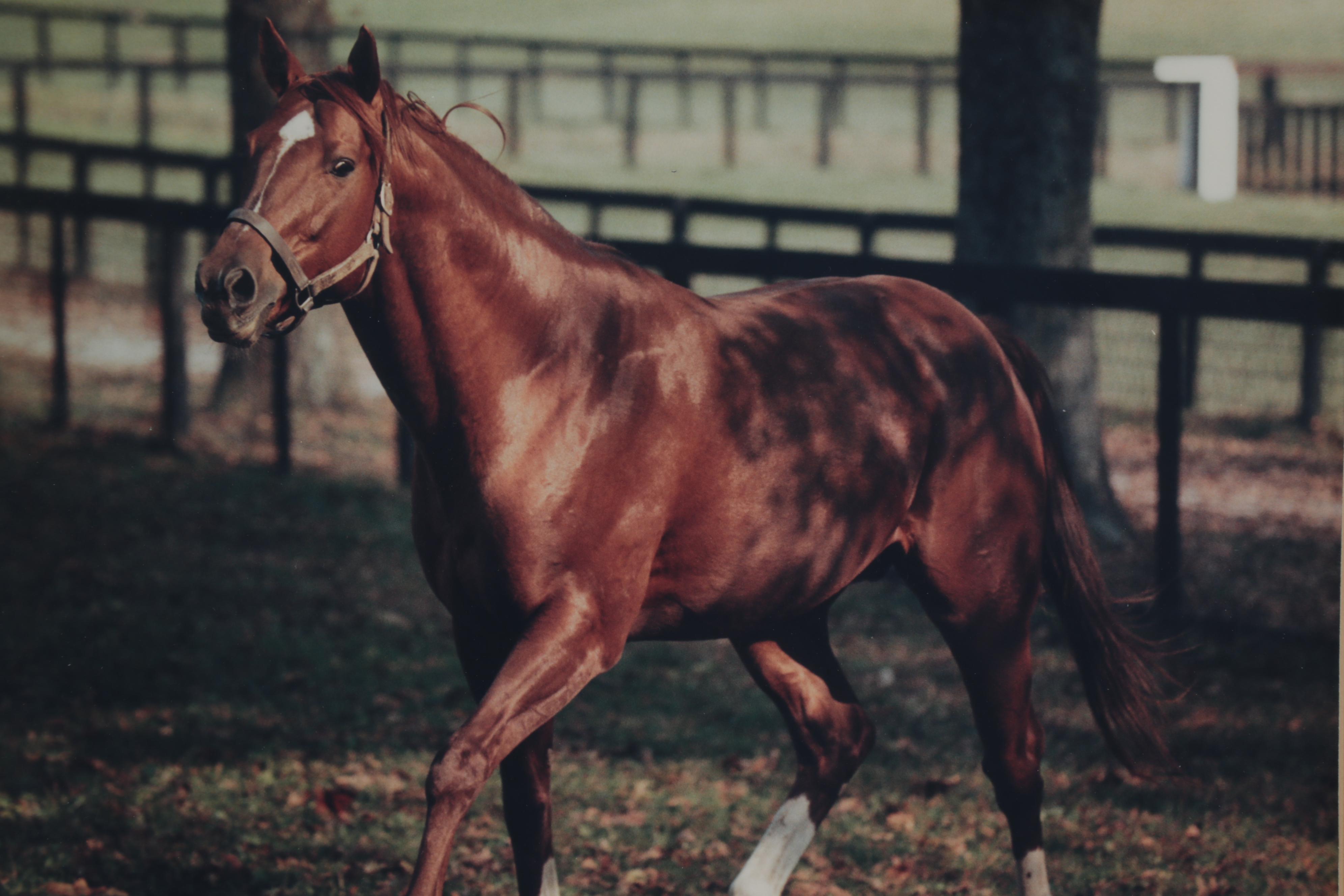 Tony Leonard Signed, Framed, Photograph of Secretariat, At Home, 1978