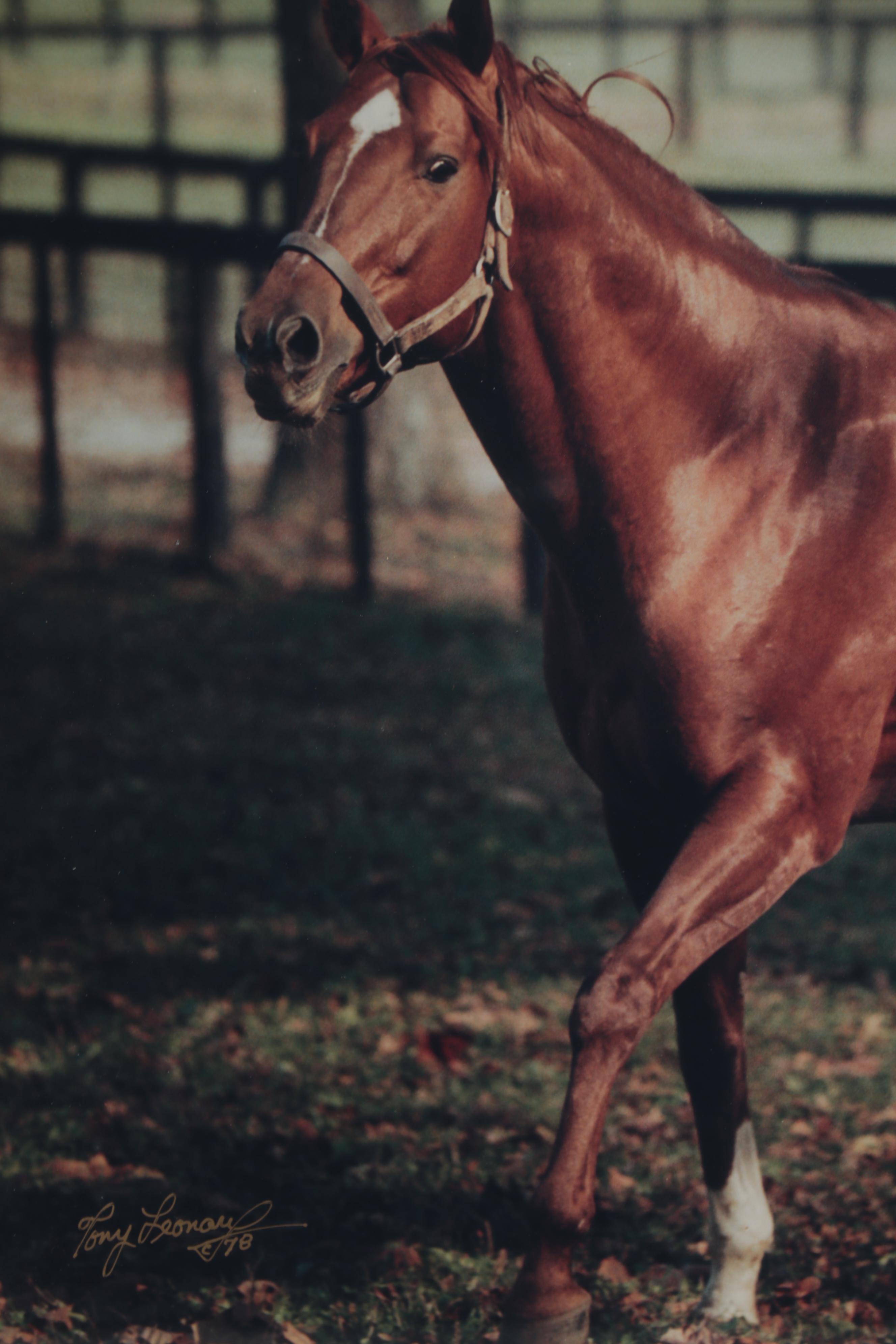 Tony Leonard Signed, Framed, Photograph of Secretariat, At Home, 1978