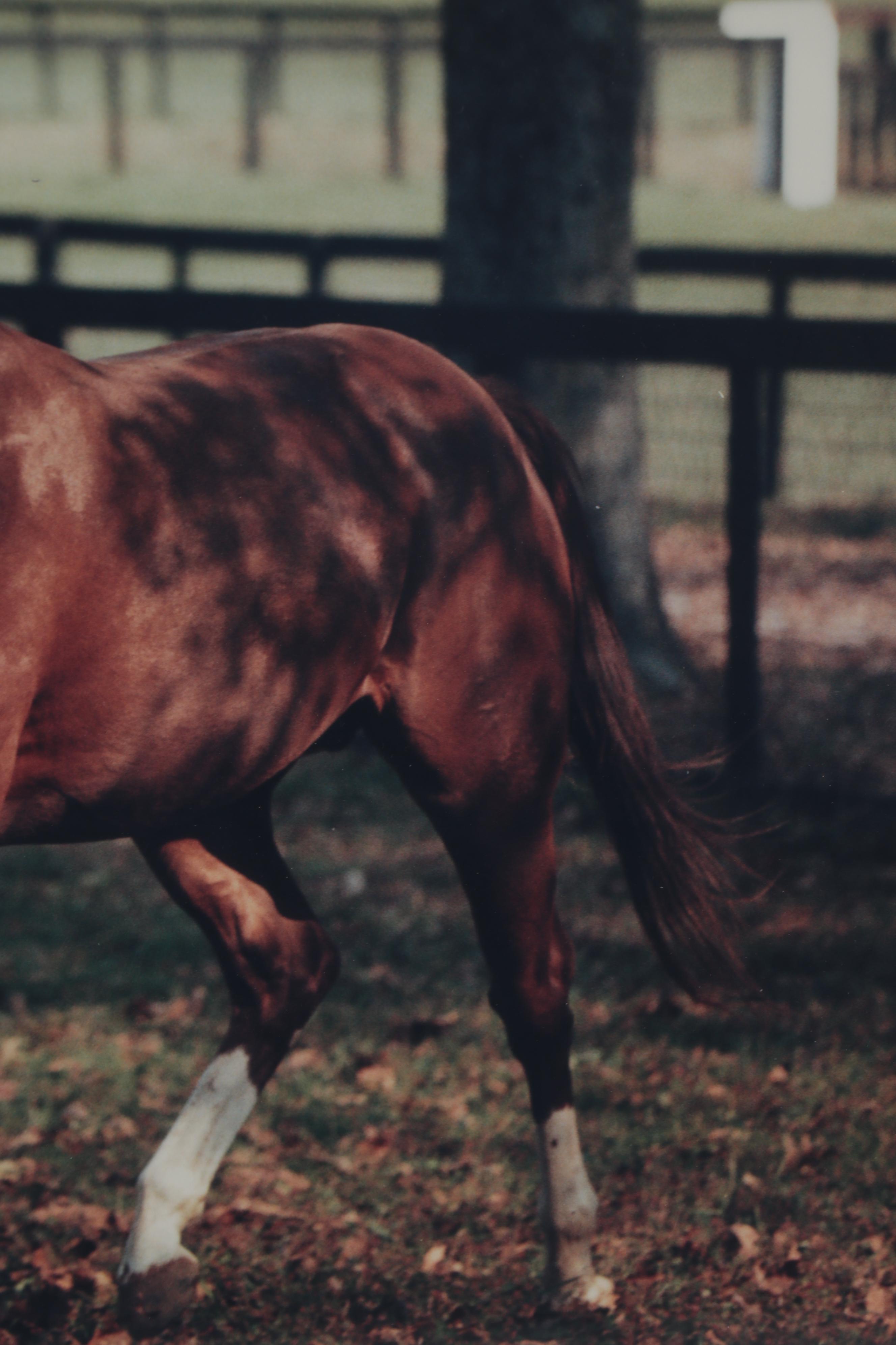 Tony Leonard Signed, Framed, Photograph of Secretariat, At Home, 1978