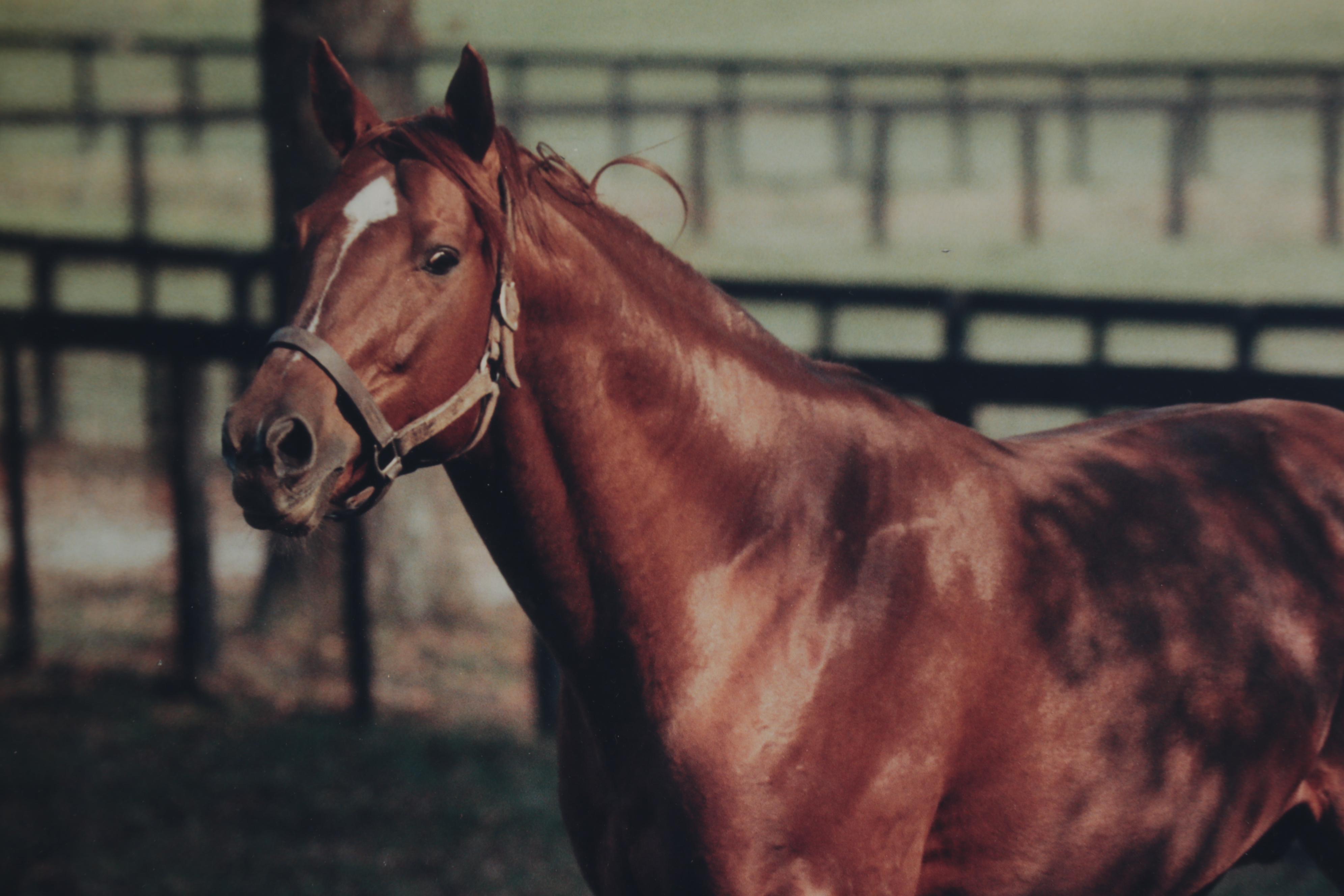 Tony Leonard Signed, Framed, Photograph of Secretariat, At Home, 1978
