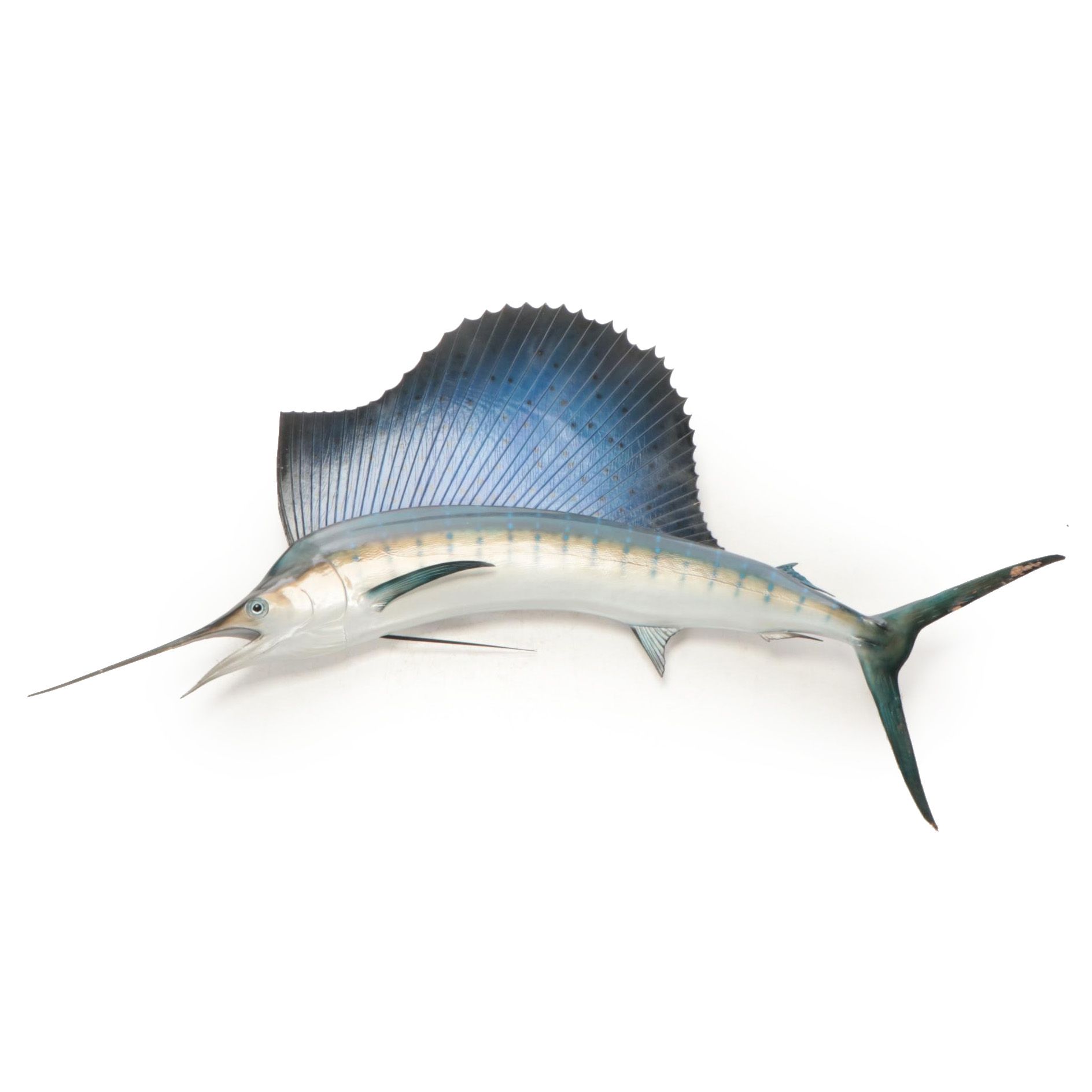 Blue Sailfish Fiberglass Fish Wall Mount