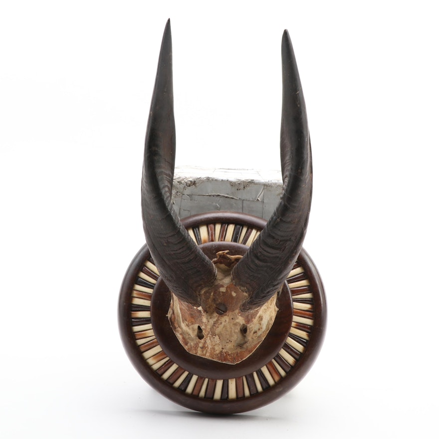 Mounted Antelope Antlers on Bone and Wood Plaque