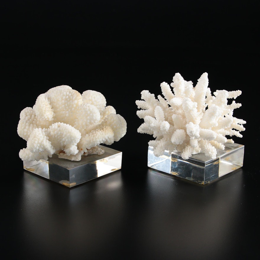 Scleractinian Coral Specimens Mounted on Acrylic Bases