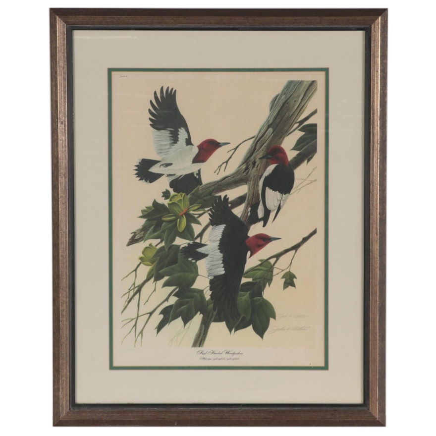 John A. Ruthven Offset Lithograph "Red-Headed Woodpecker," Late 20th Century