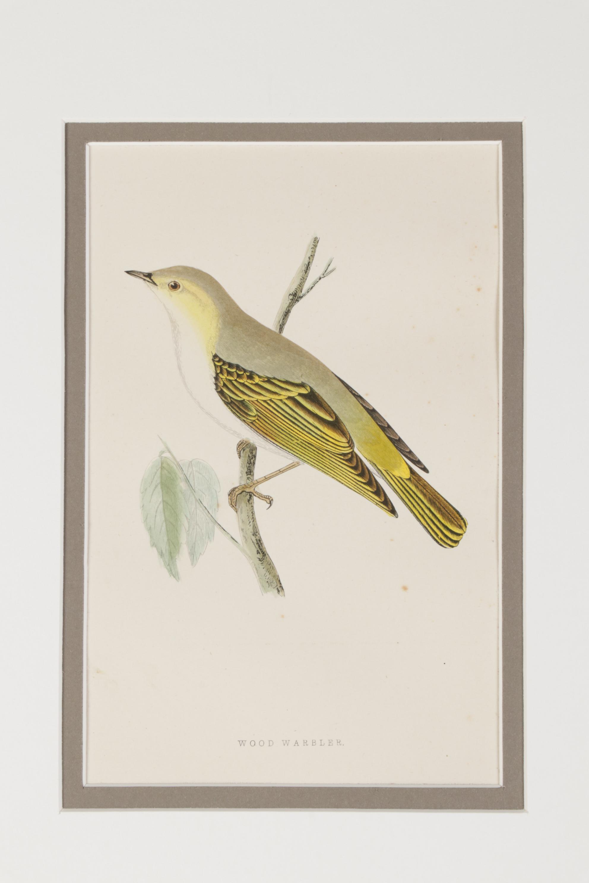 Bird Wood Engravings from "A History Of British Birds" by F.O. Morris