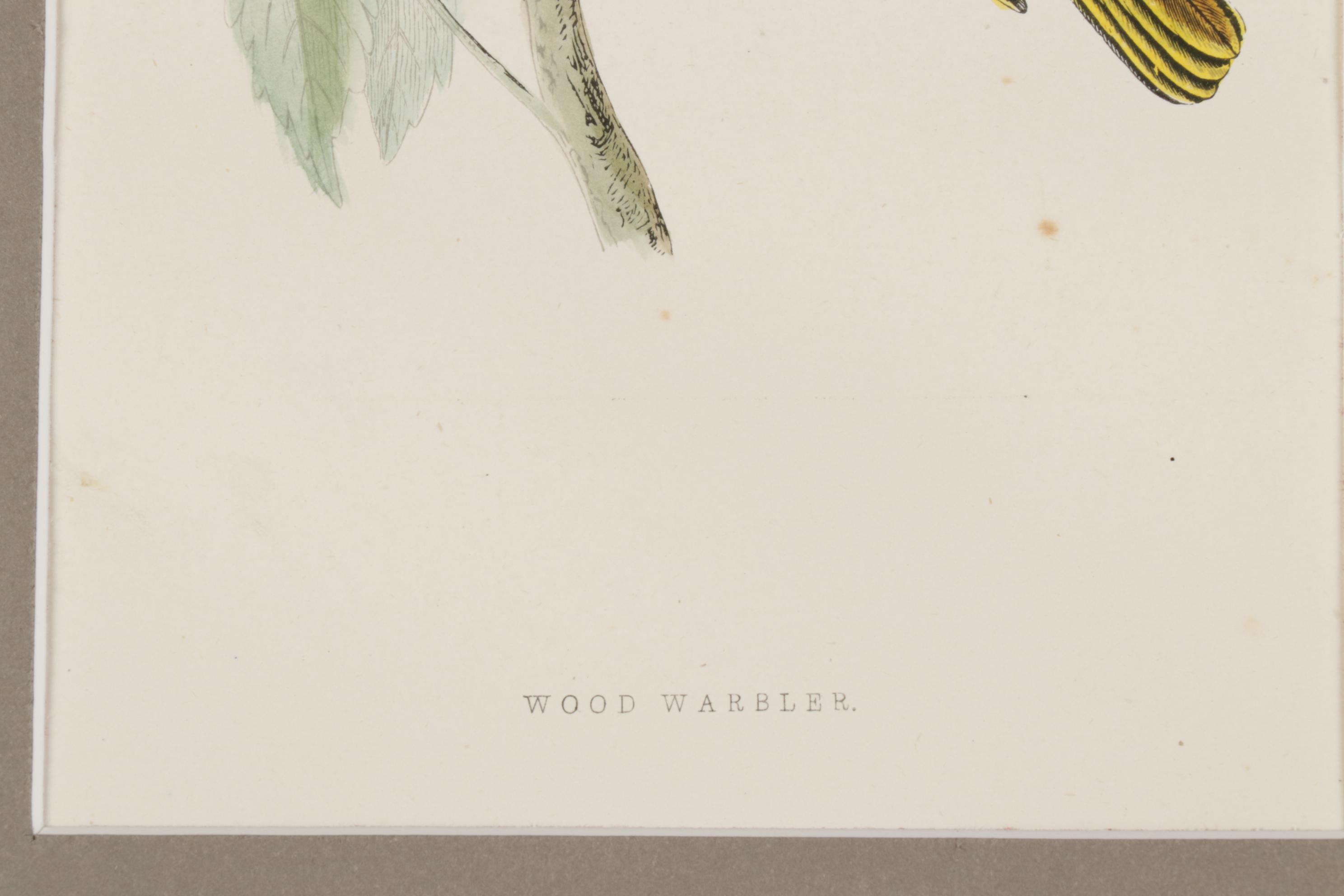 Bird Wood Engravings from "A History Of British Birds" by F.O. Morris