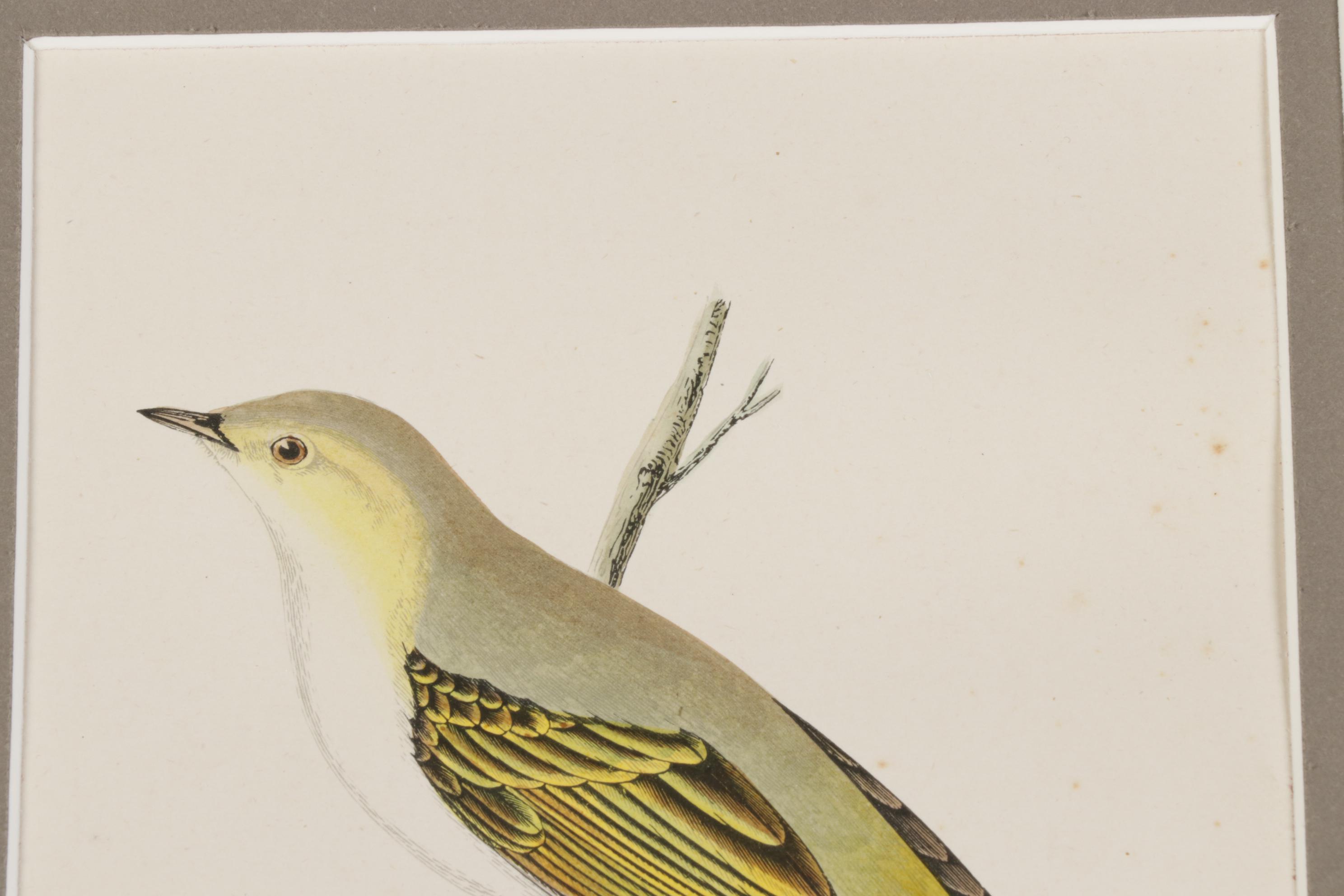 Bird Wood Engravings from "A History Of British Birds" by F.O. Morris