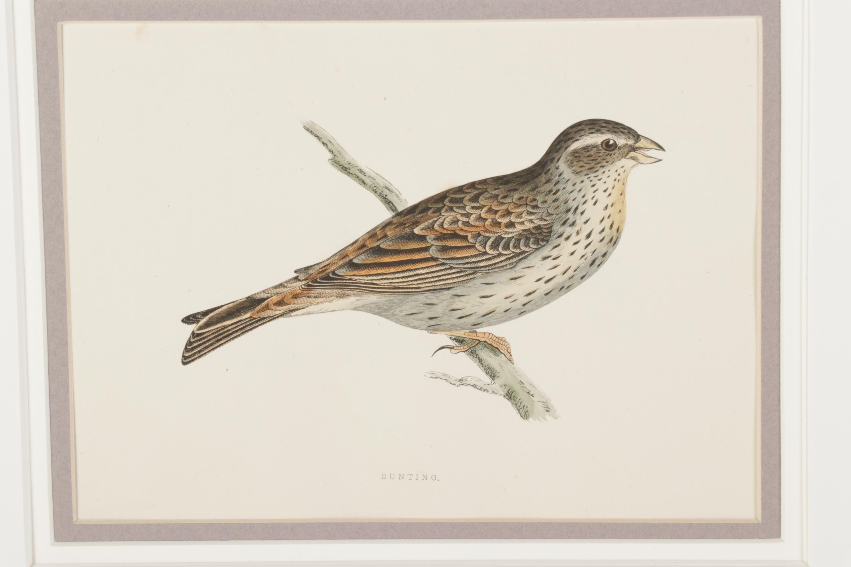 Bird Wood Engravings from "A History Of British Birds" by F.O. Morris