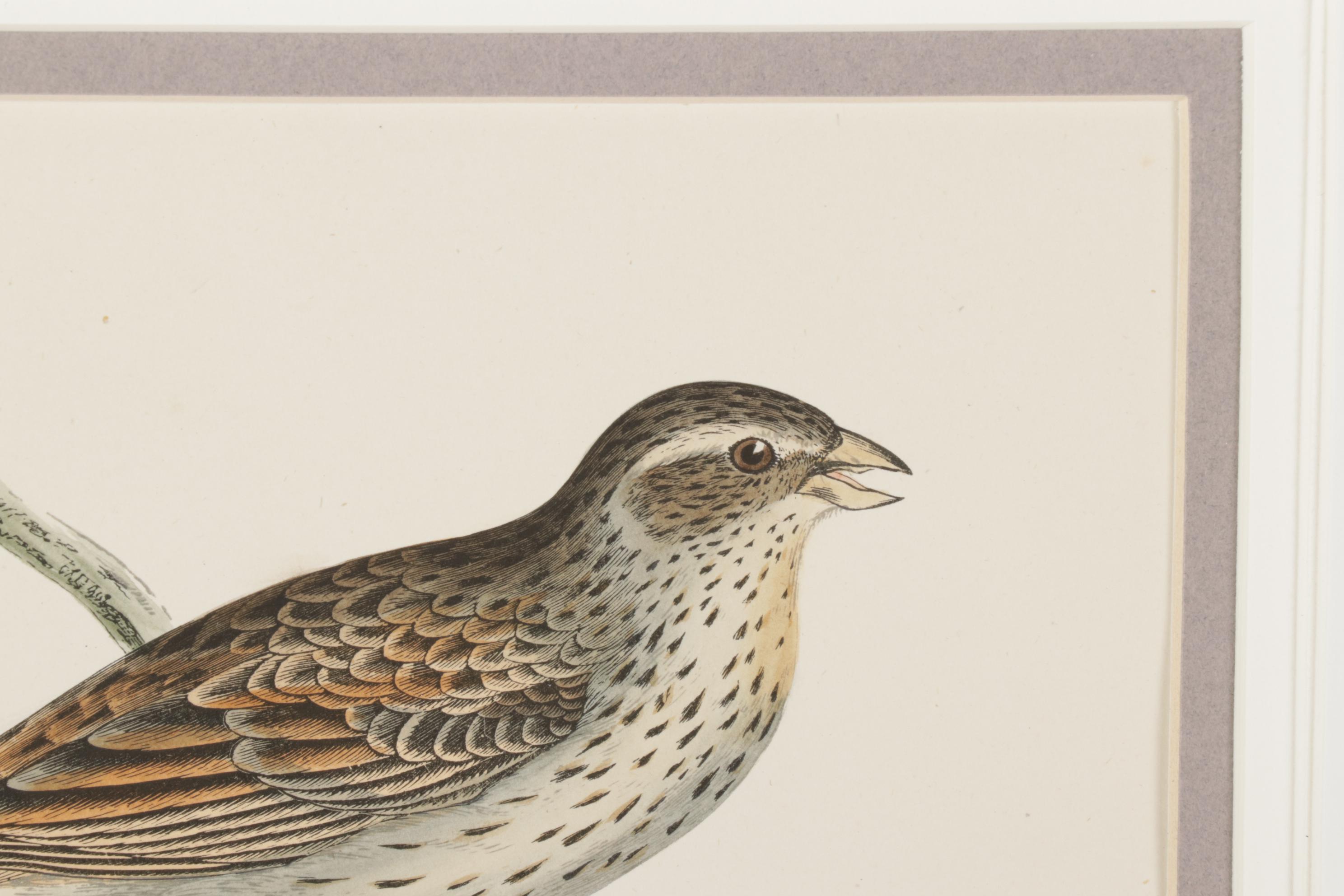 Bird Wood Engravings from "A History Of British Birds" by F.O. Morris