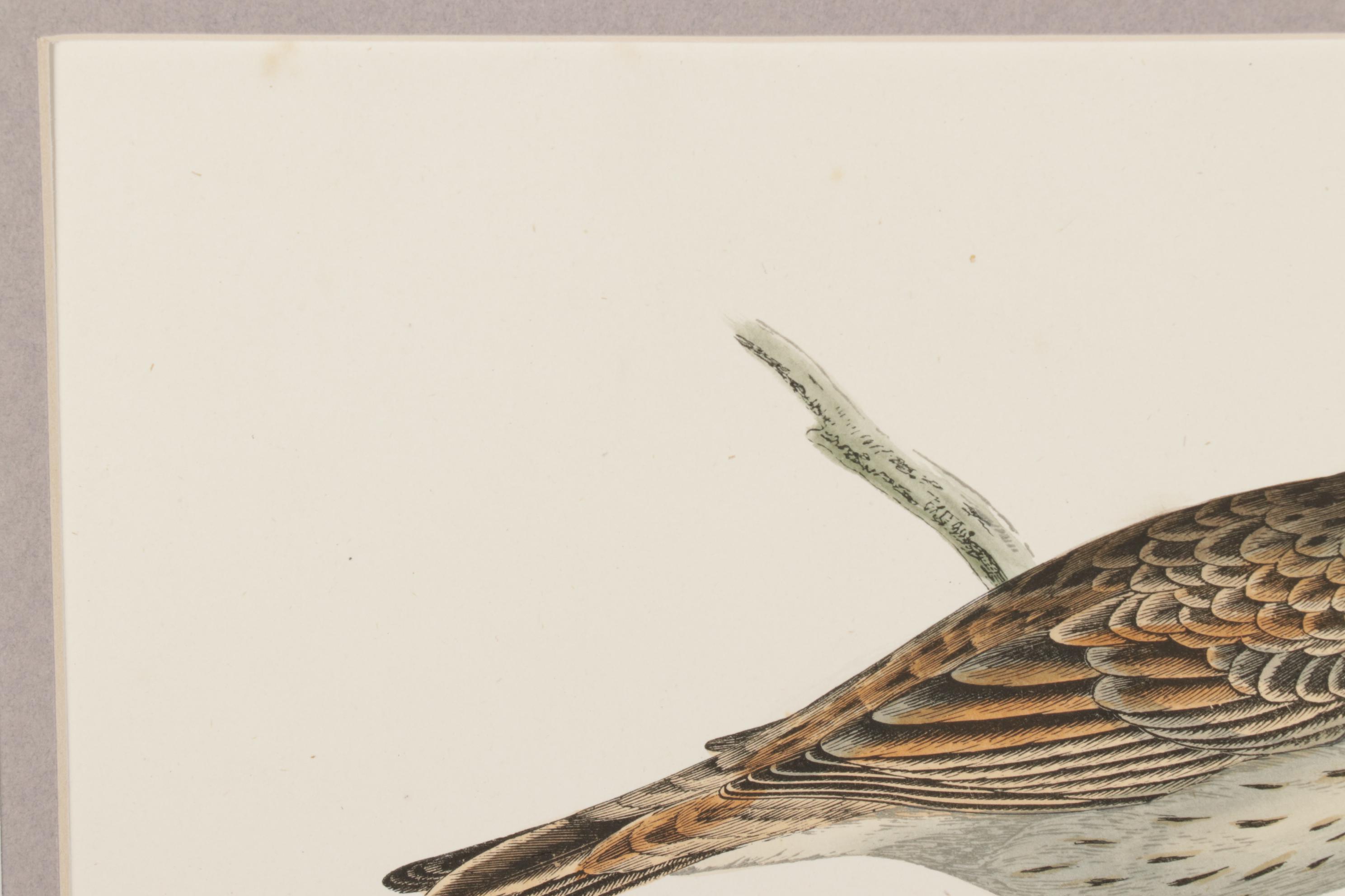 Bird Wood Engravings from "A History Of British Birds" by F.O. Morris