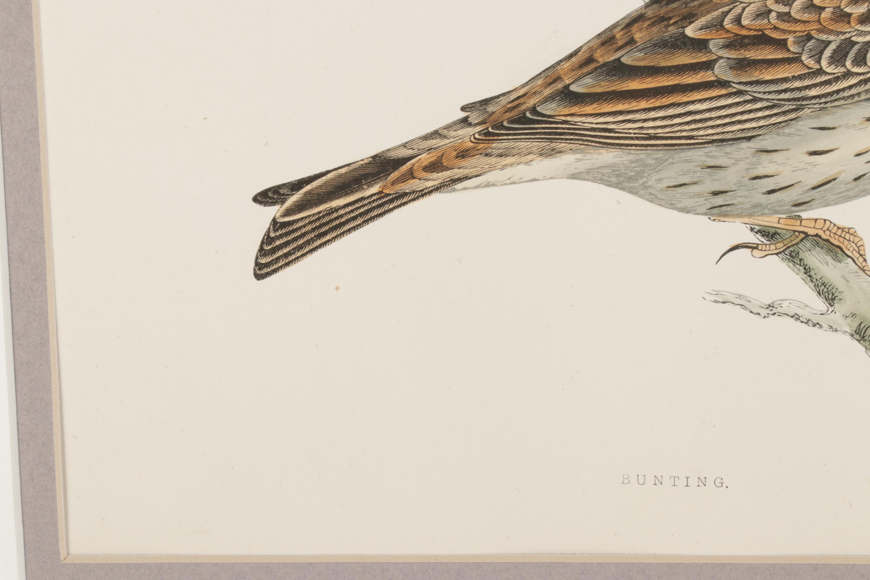 Bird Wood Engravings from "A History Of British Birds" by F.O. Morris