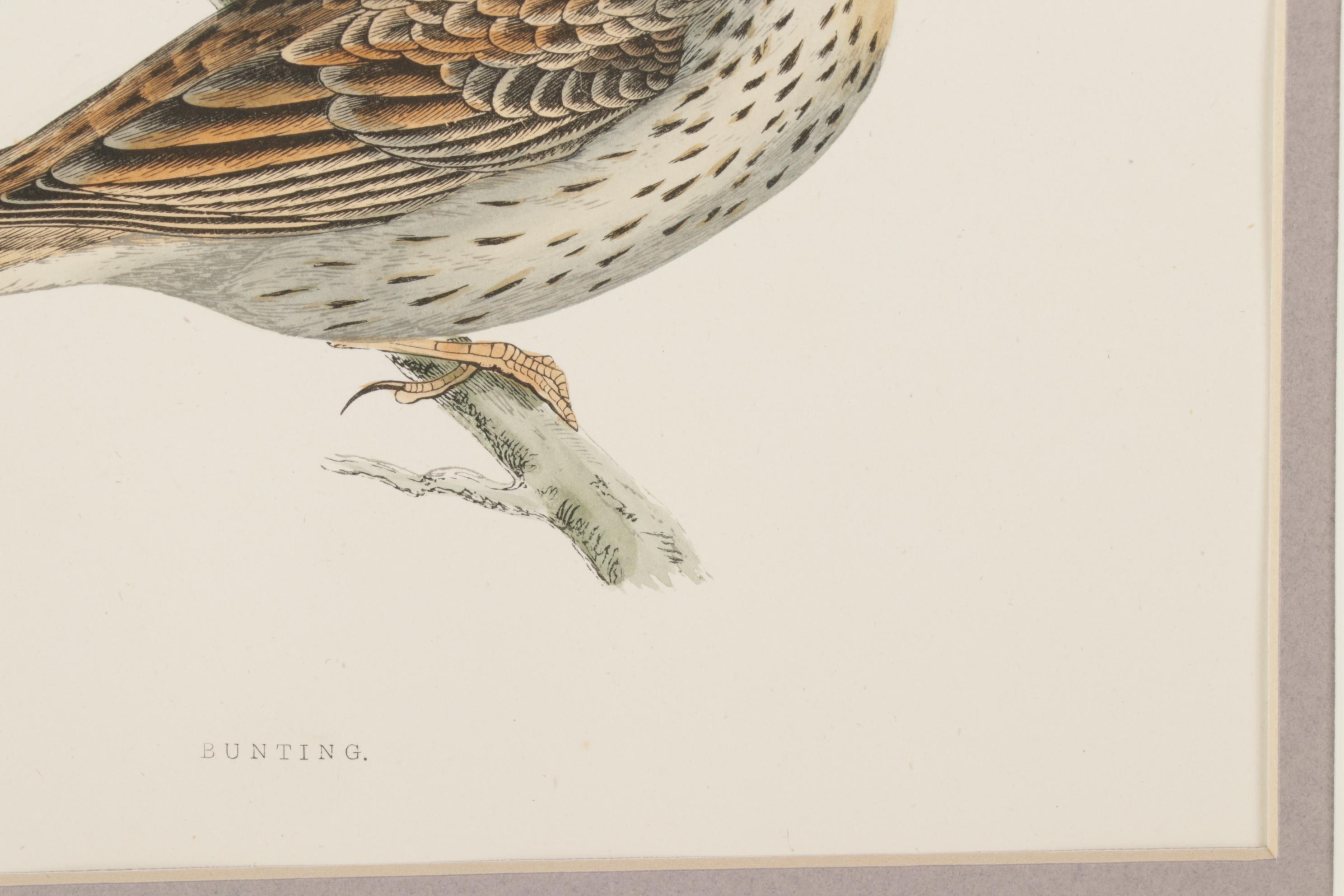 Bird Wood Engravings from "A History Of British Birds" by F.O. Morris