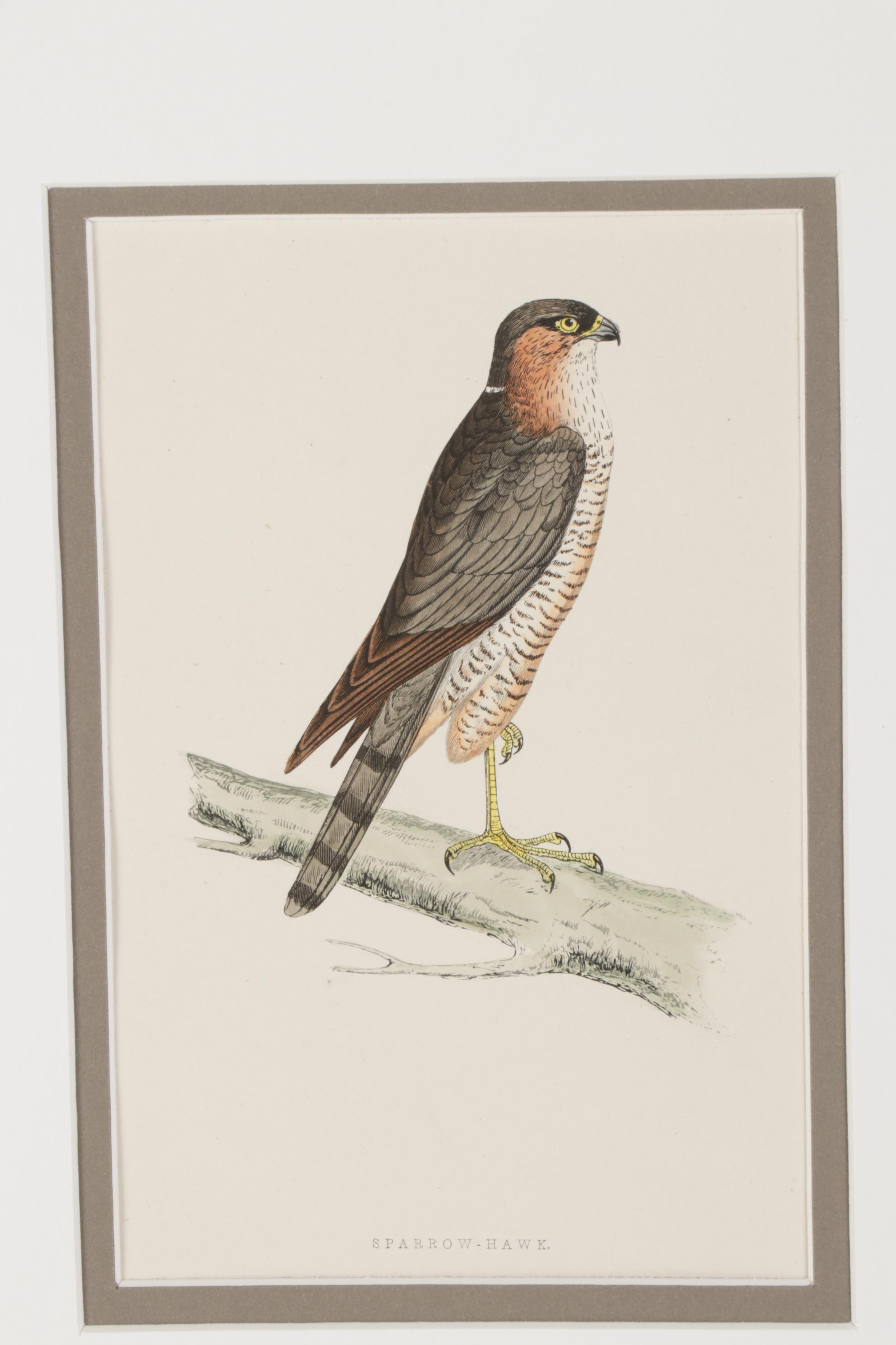 Bird Wood Engravings from "A History Of British Birds" by F.O. Morris