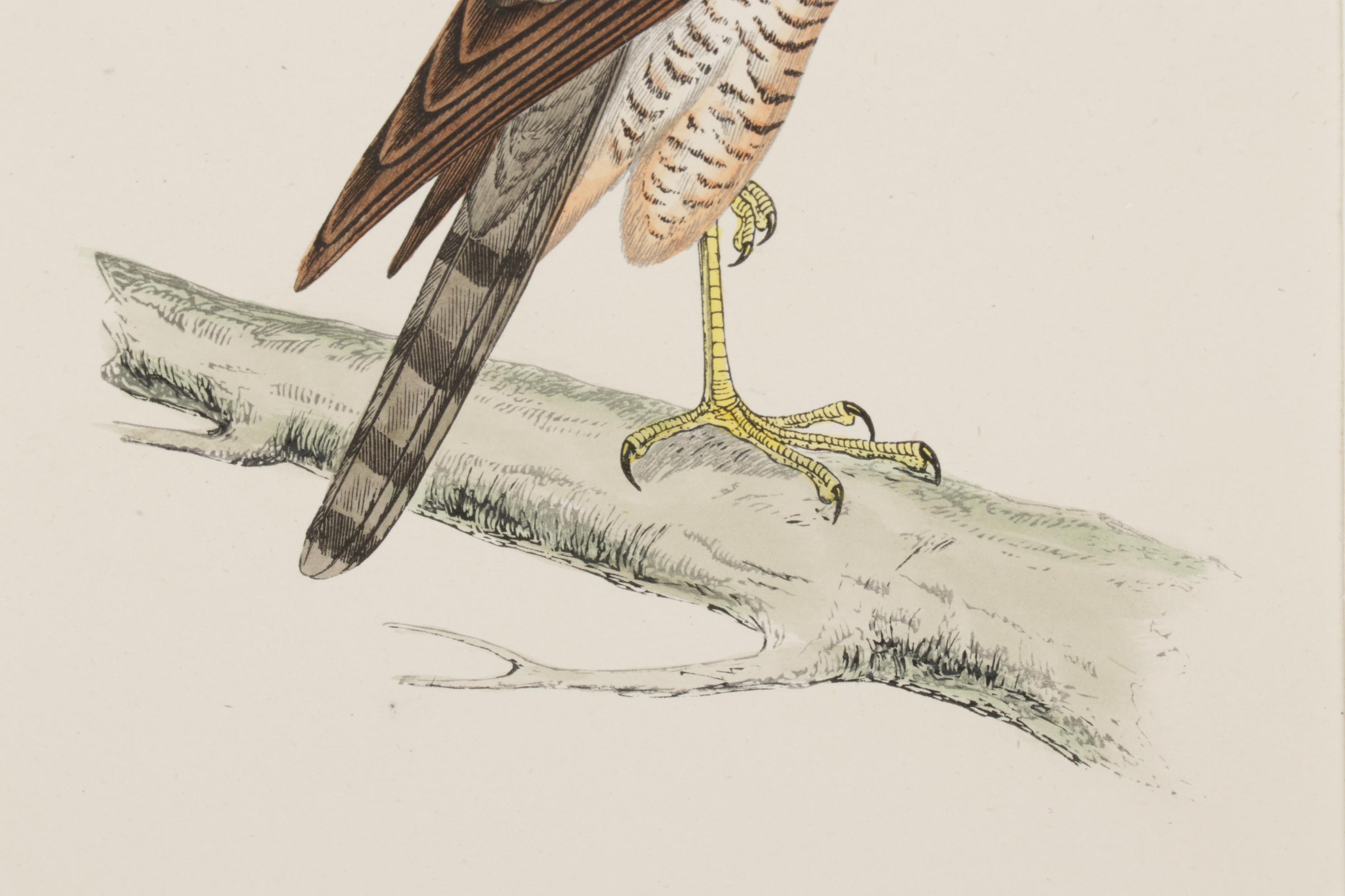 Bird Wood Engravings from "A History Of British Birds" by F.O. Morris