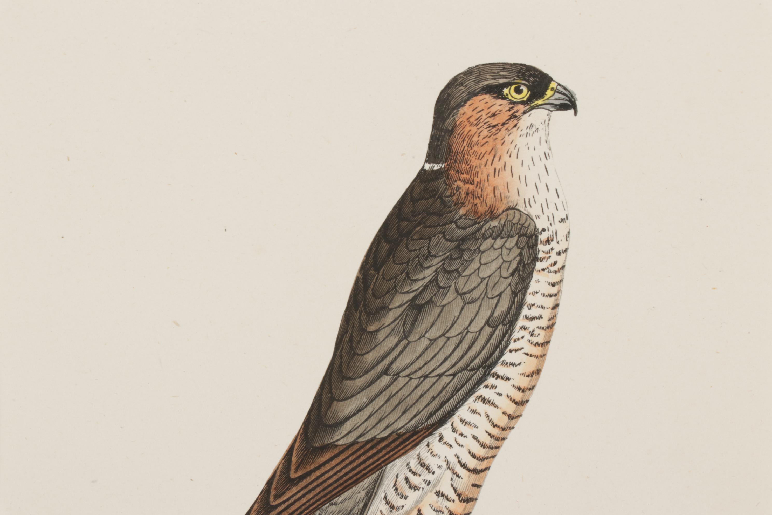 Bird Wood Engravings from "A History Of British Birds" by F.O. Morris