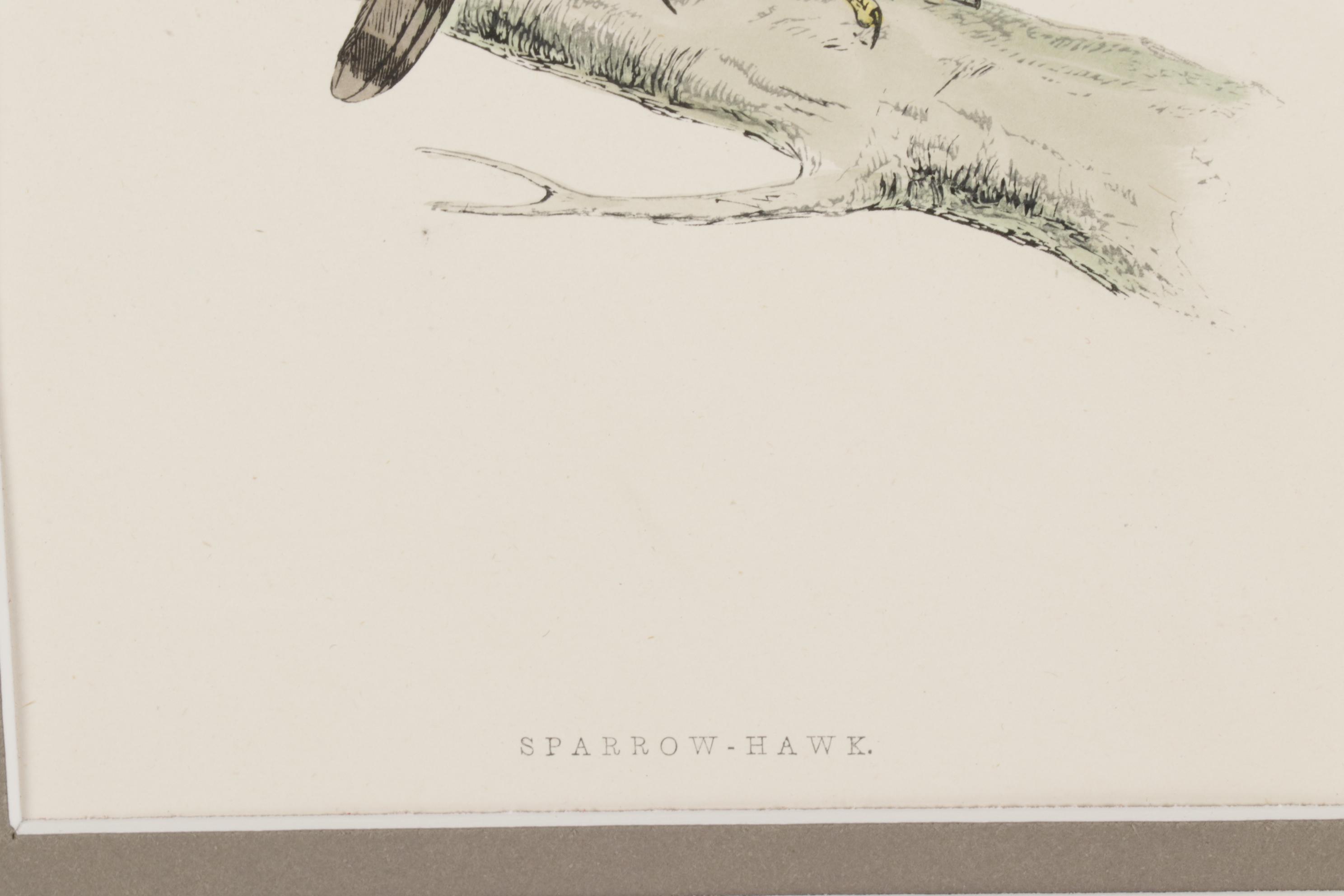 Bird Wood Engravings from "A History Of British Birds" by F.O. Morris