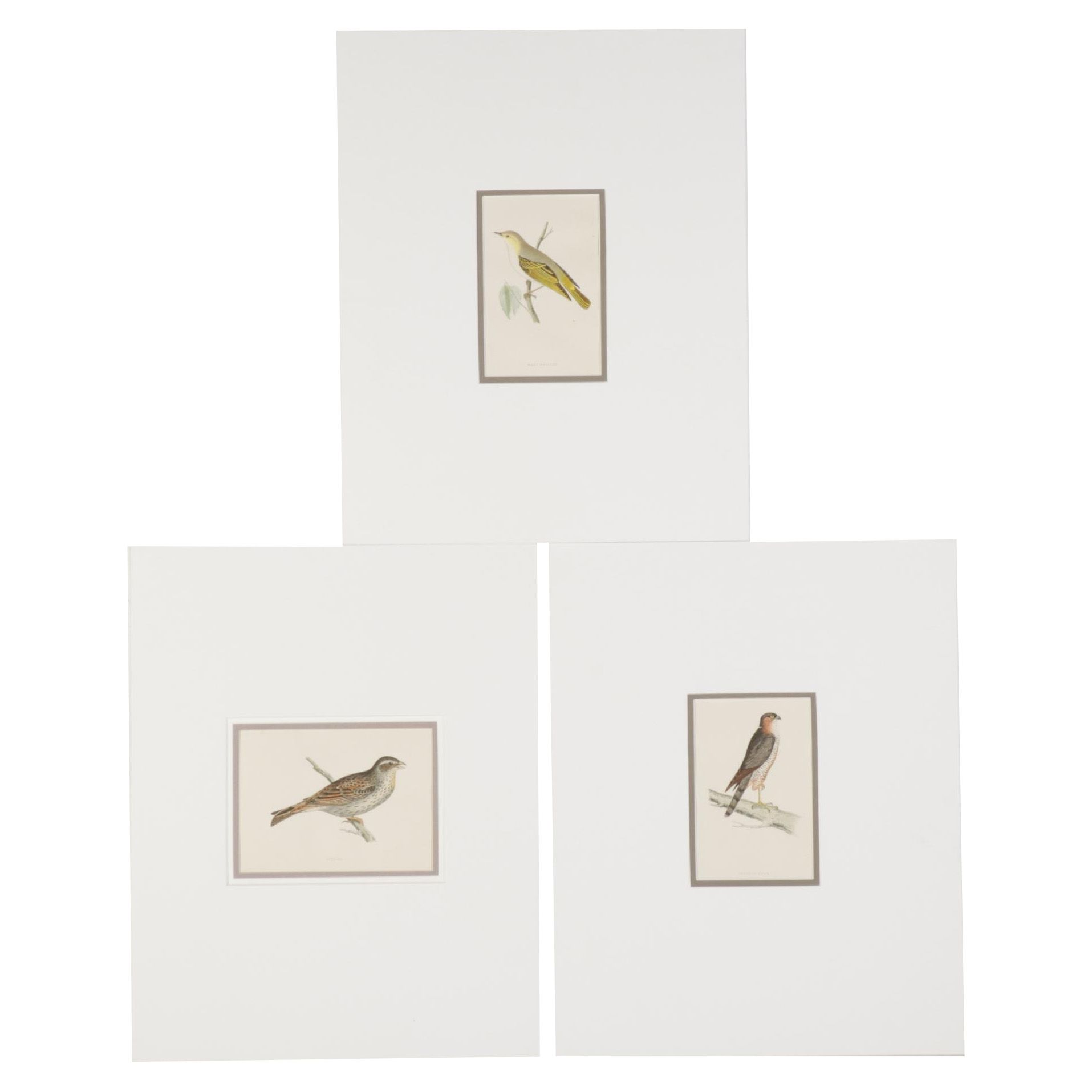 Bird Wood Engravings from "A History Of British Birds" by F.O. Morris