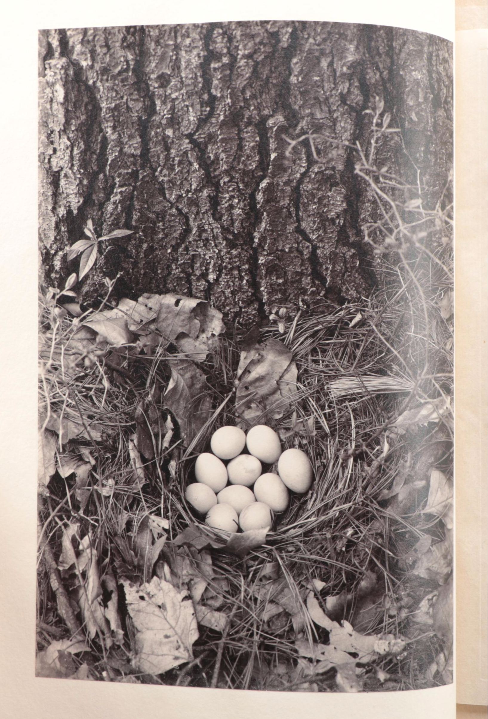 Limited Edition "Walden" Two-Volume Set by Henry David Thoreau, 1909