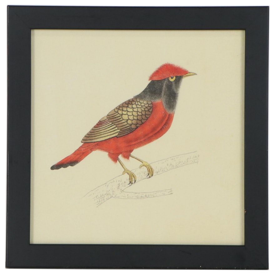 Watercolor Painting after Ornithological Illustration of Red Continga