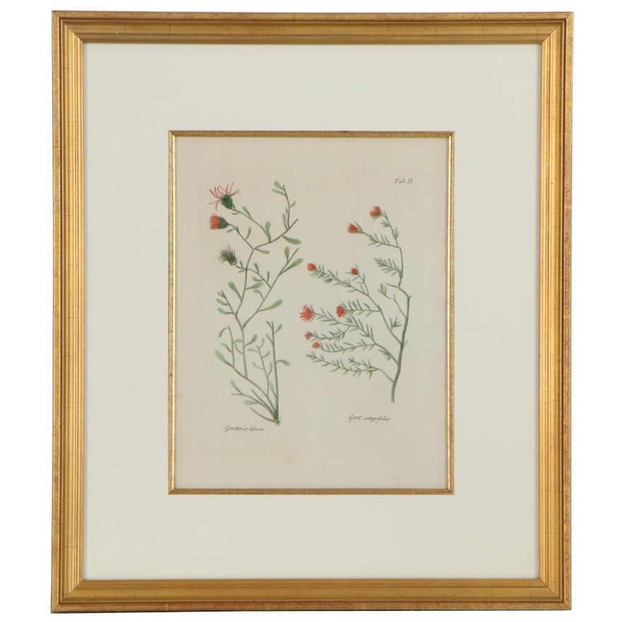 Botanical Illustration Hand-Colored Engraving