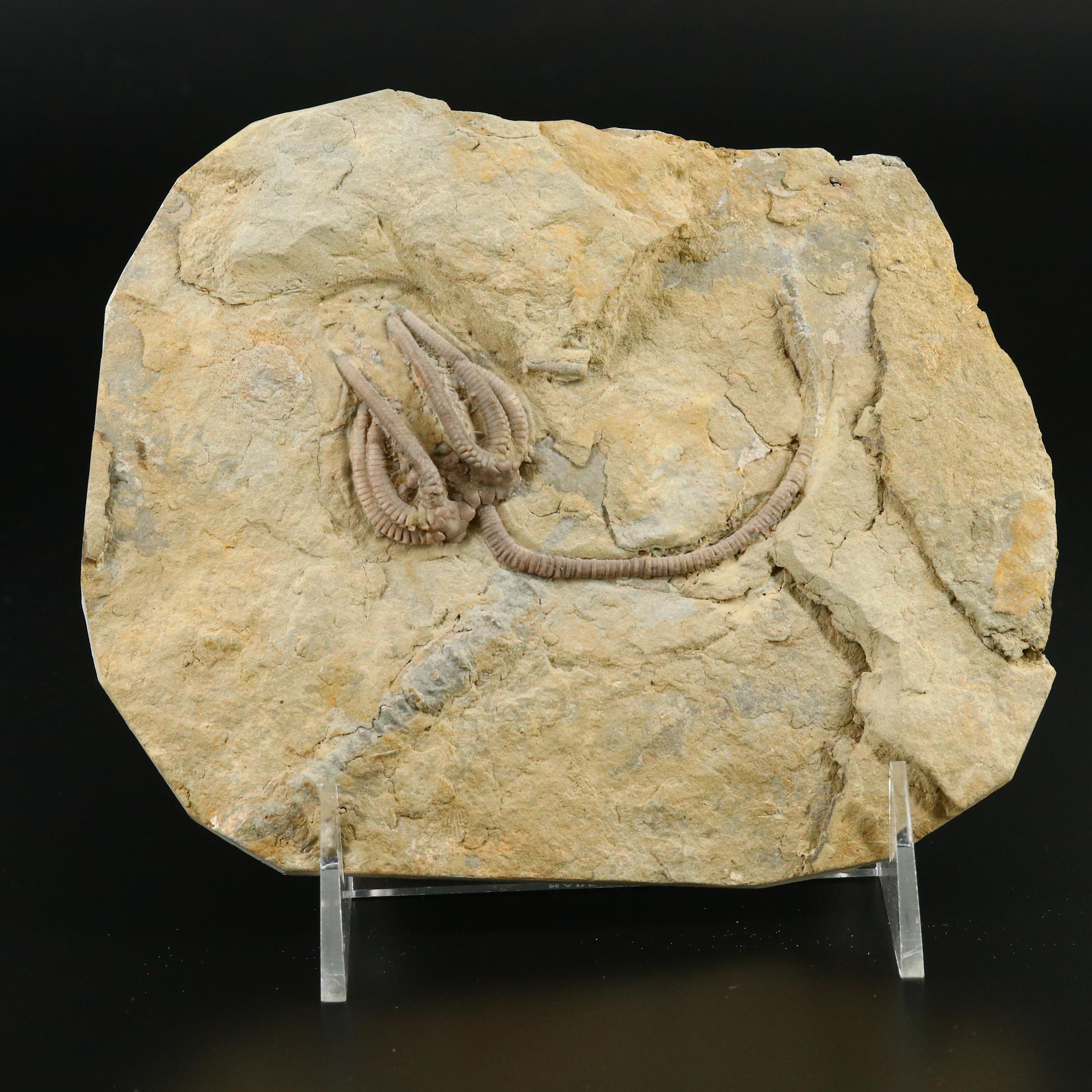 Ordovician Crinoid Fossil in Limestone Matrix, Agaricocrinus Americanus