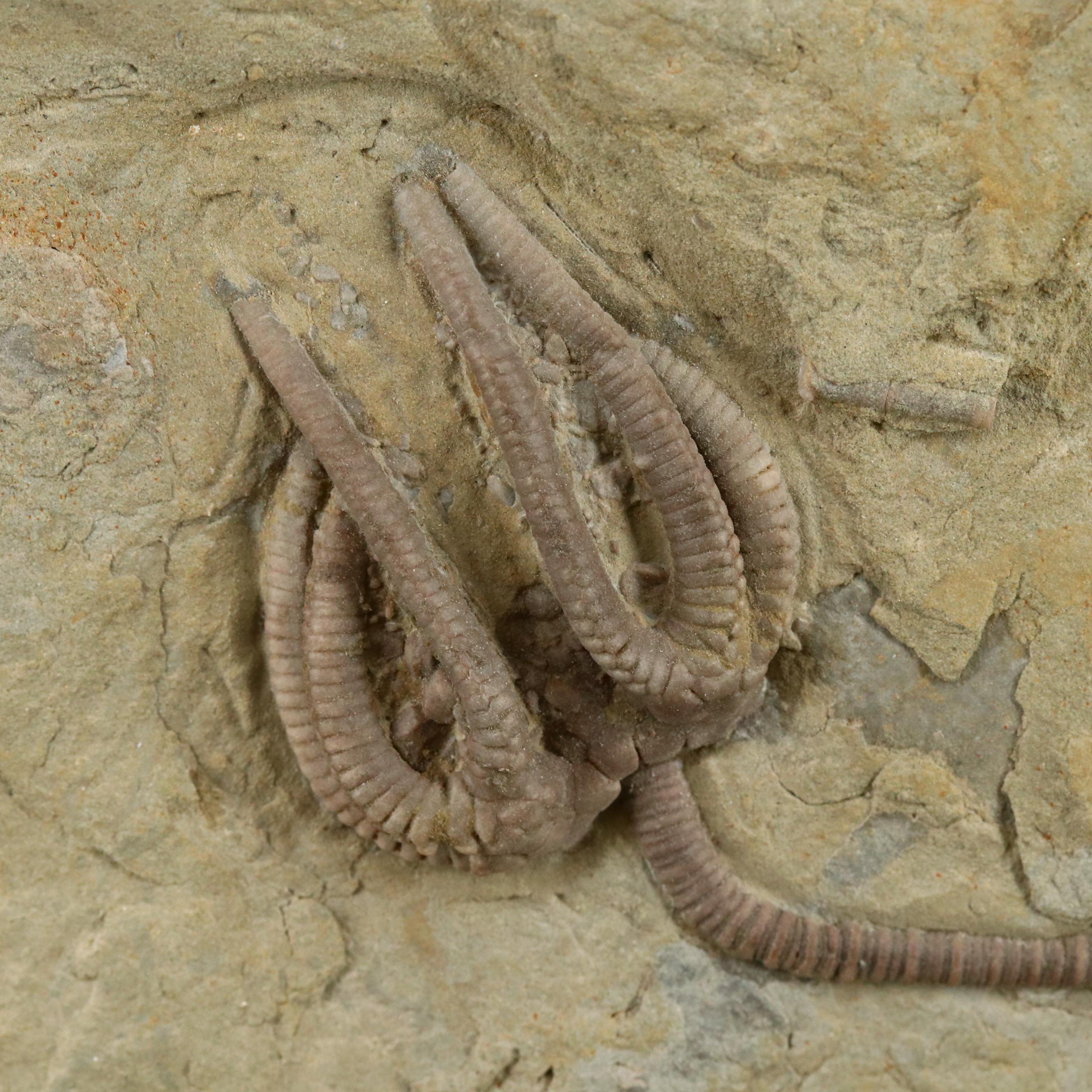 Ordovician Crinoid Fossil in Limestone Matrix, Agaricocrinus Americanus