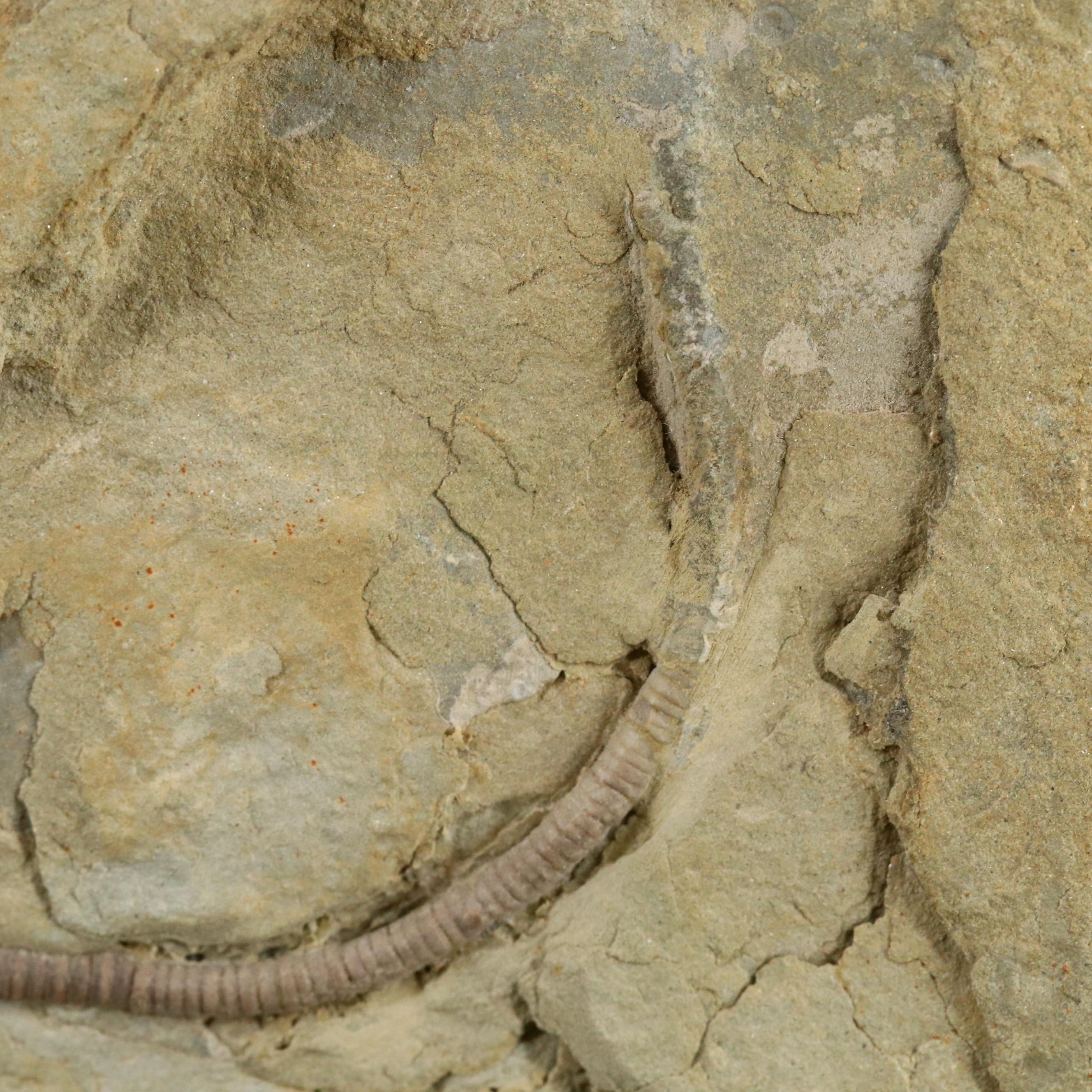 Ordovician Crinoid Fossil in Limestone Matrix, Agaricocrinus Americanus