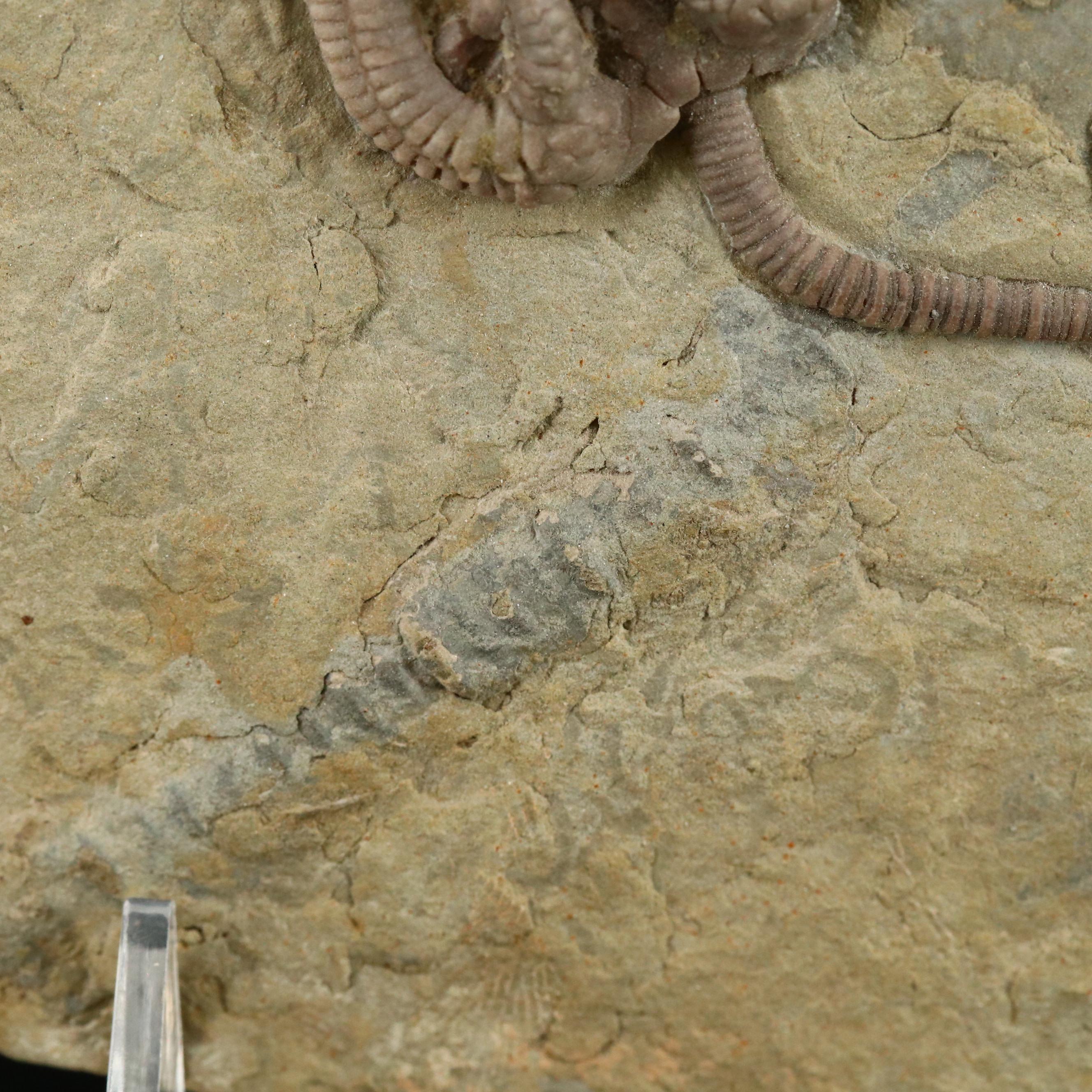 Ordovician Crinoid Fossil in Limestone Matrix, Agaricocrinus Americanus