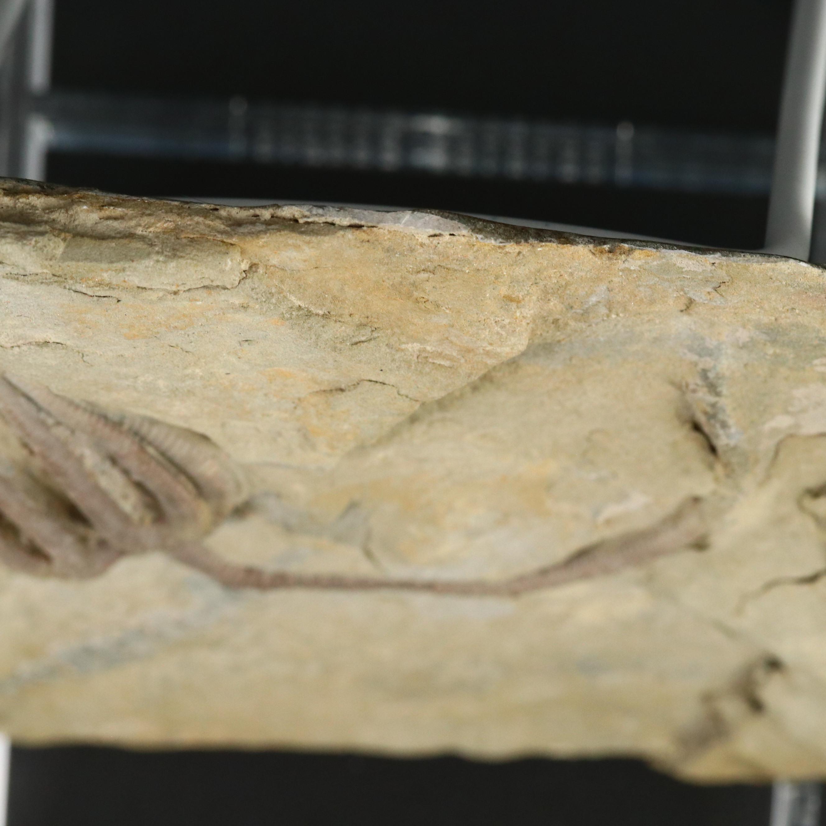 Ordovician Crinoid Fossil in Limestone Matrix, Agaricocrinus Americanus