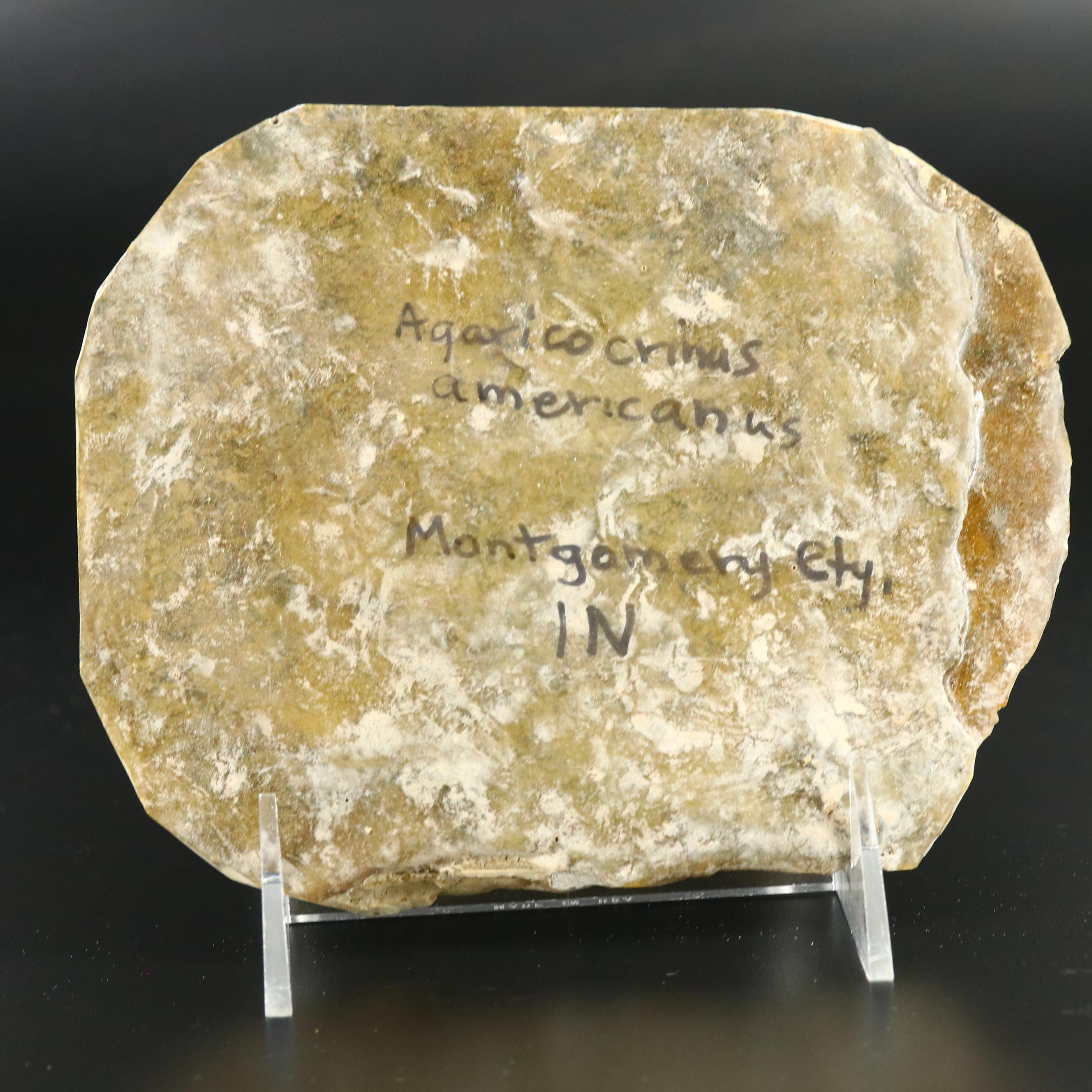 Ordovician Crinoid Fossil in Limestone Matrix, Agaricocrinus Americanus