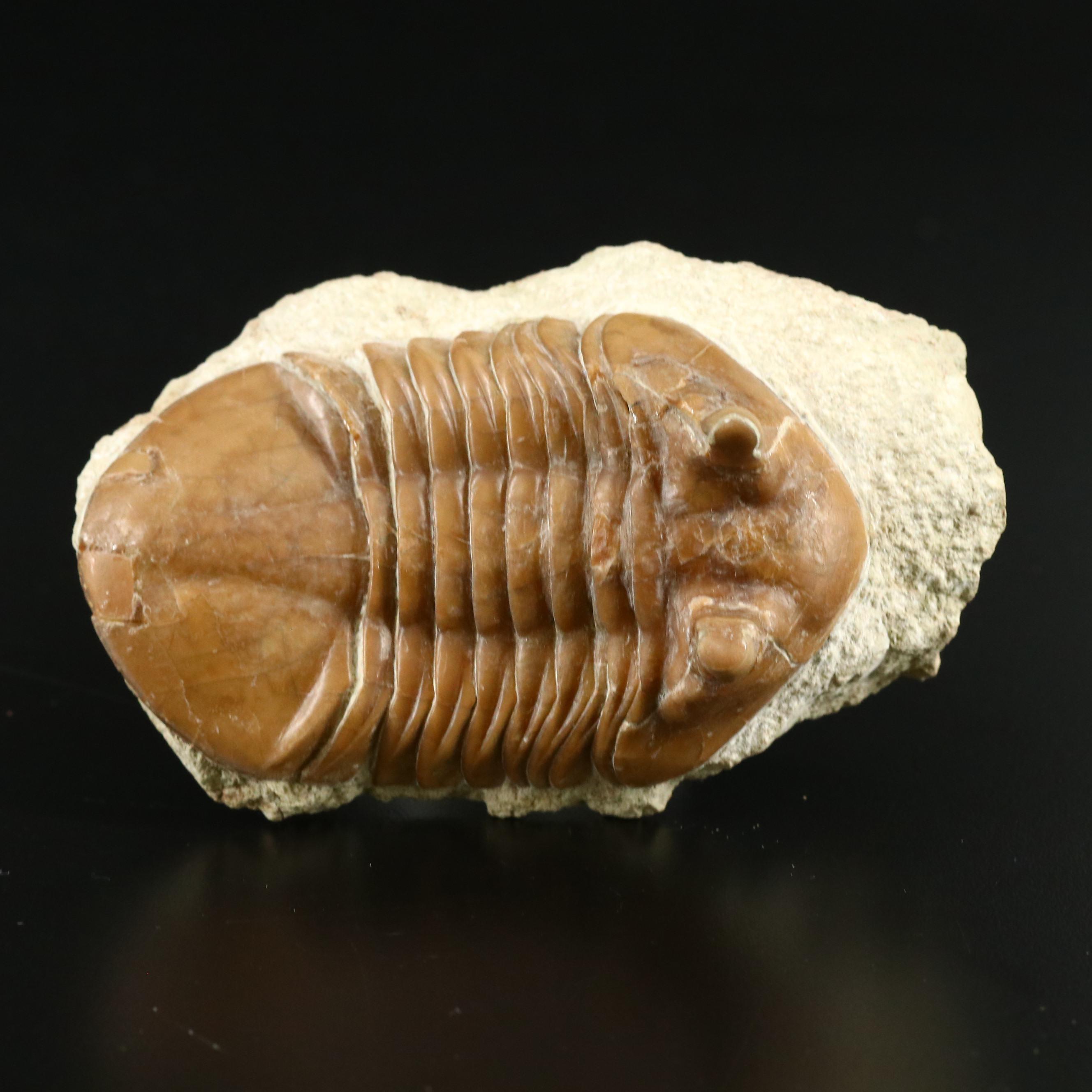 Fossilized Trilobite, Neoasaphus Cornutus, Mid Ordovician Age